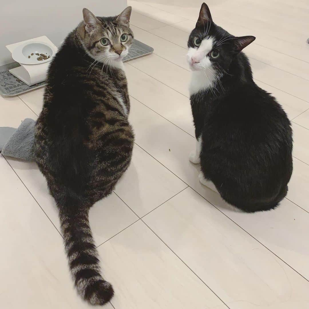 korokoronyaさんのインスタグラム写真 - (korokoronyaInstagram)「✣*∗ 23 Jun, 2019  Handsome guys😚 MameGoma turned around when l called their name📸 * 呼んだら振り返りショット📸 ふたりともイケメンでしょ😚 * ちびマメ嘔吐は終わったものの 昨日はまだ本調子ではなく 食欲もなくて😣今日はまだ下痢P😵 #パンツ汚した #洗濯物が乾かず #パンツストックが #減っていく #オムツをオススメしてます 今日は夕方からタヒチアンダンス出演 なんだよな…😓 #全然覚えてない #練習せい * #まめとごま」6月23日 9時55分 - korokoronya