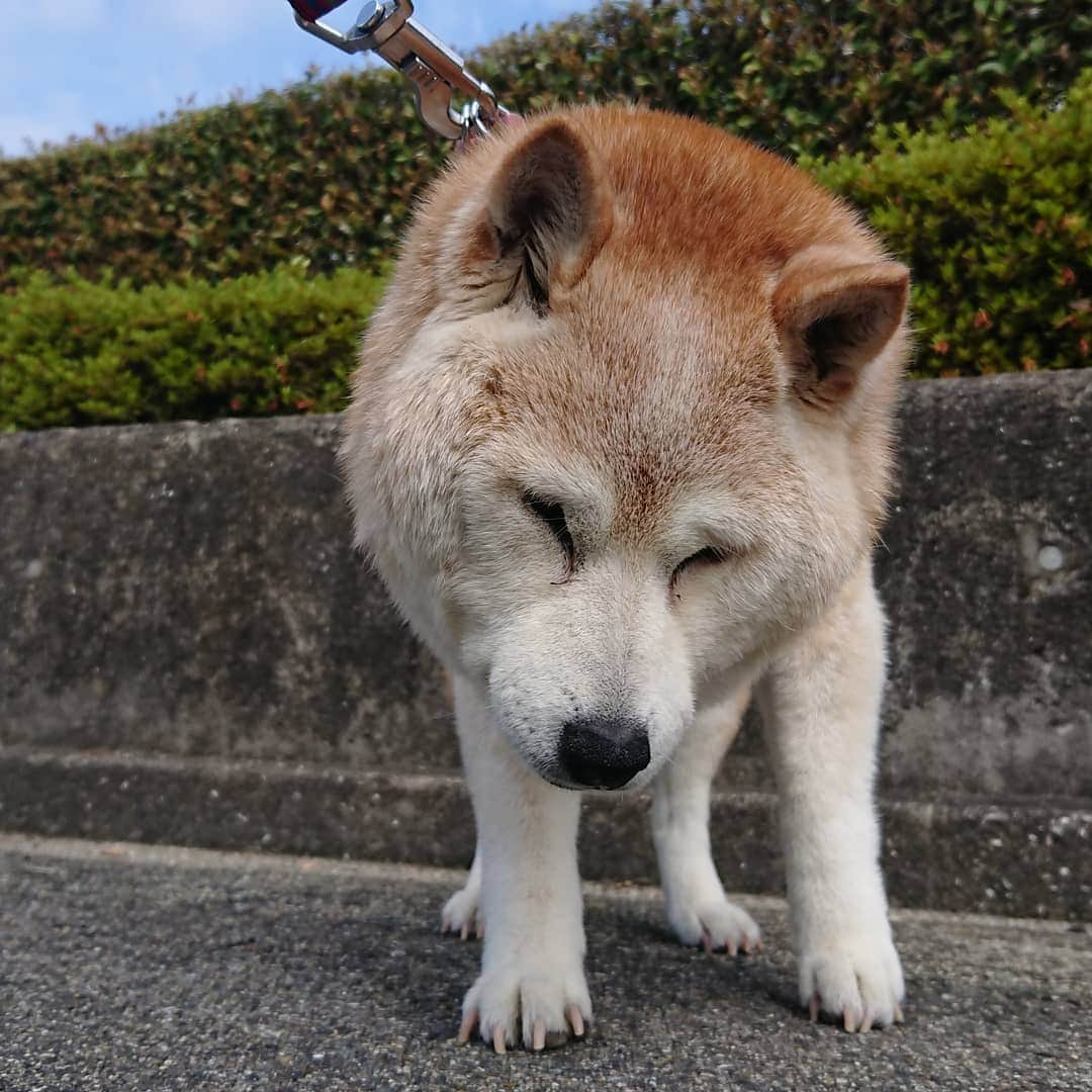 柴子さんのインスタグラム写真 - (柴子Instagram)「おはようございます。 今朝も良い天気。 サクッと出すもの出でて、スッキリ！ #柴犬　#shibainu #shibastagram」6月23日 9時55分 - senogawadogs