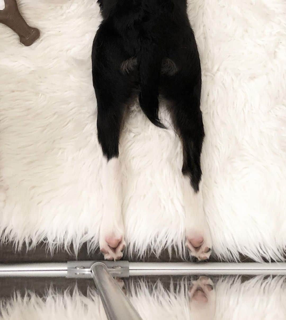 Jazzy Cooper Fostersさんのインスタグラム写真 - (Jazzy Cooper FostersInstagram)「I want to be a corgi when I grow up, but my legs are too long. 😭😁 Swipe to see Phoebe’s new apartment. 👉🏼 @clearly_loved_pets」6月23日 10時01分 - bordernerd