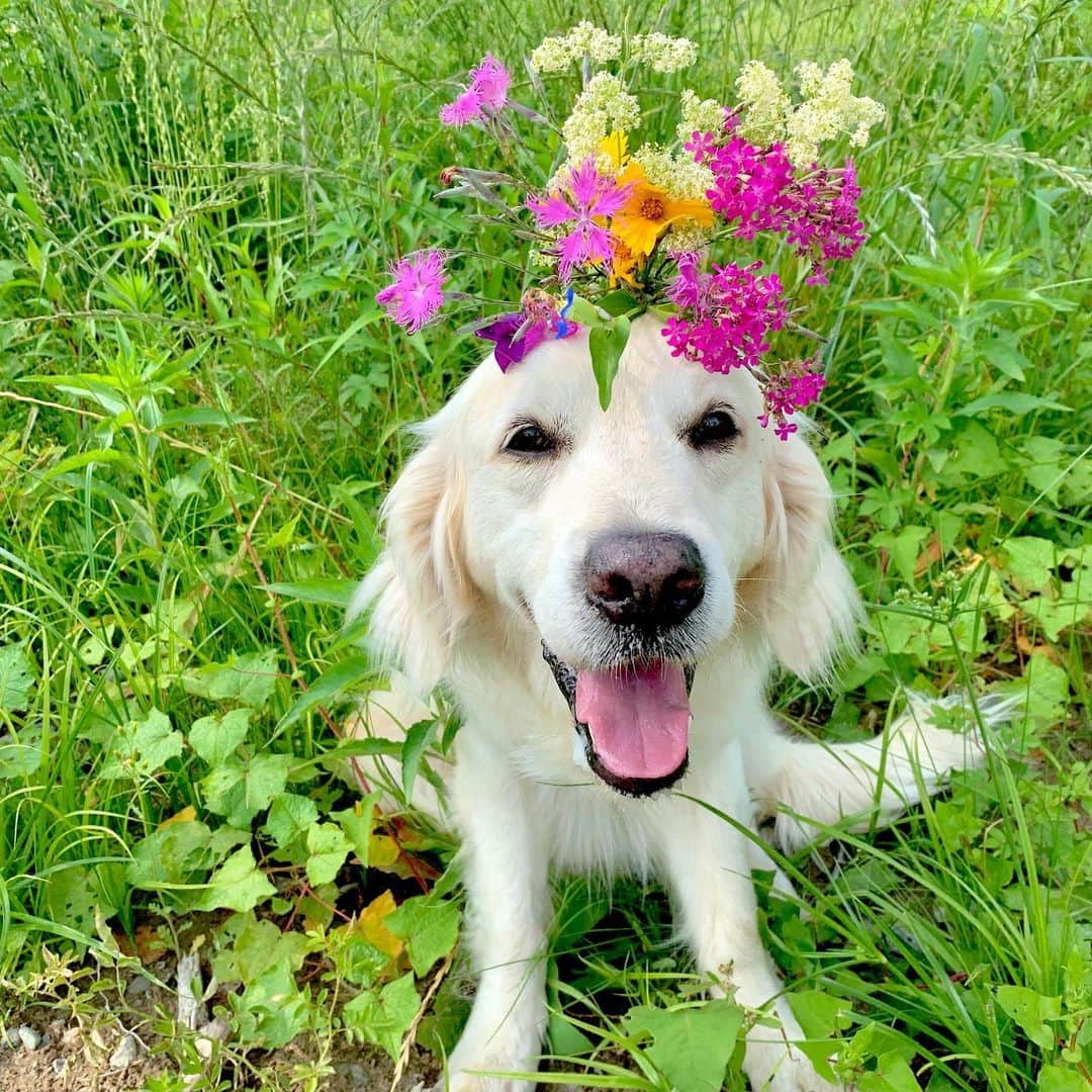P太郎ママさんのインスタグラム写真 - (P太郎ママInstagram)「#今朝の花  初夏は花が豊富ー。 #カワラナデシコ  はっけーん。 だだちゃん散歩道🚶‍♂️ ワイルドフラワーロード… てゆーほどええもんではないか。 真夏になったら、たぶん草が生い茂って侵入不可能になるかもーー。 #ゴールデンレトリバー  #goldenretriever」6月23日 10時03分 - ptarodada