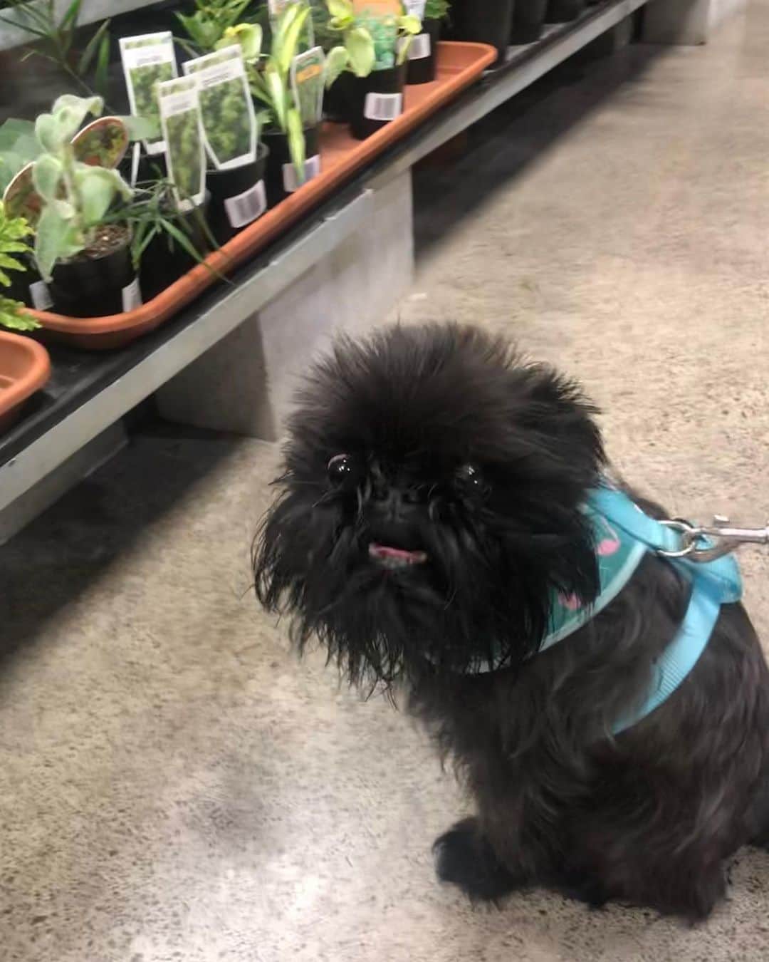 Digby & Aloのインスタグラム：「Rainy days call for a “walk” at the hardware store. #stopbuyingplantsdad #youhaveaproblem @bunningsnz」