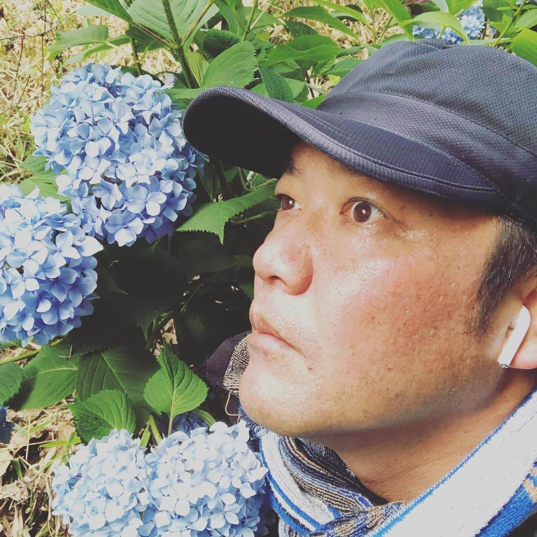 たむらけんじさんのインスタグラム写真 - (たむらけんじInstagram)「「まだ梅雨はきまへんのかいな？」とアジサイが言うてるかはわかりませんが、梅雨は関西にはきてまへん。  #たむけん #ウォーキング」6月23日 10時21分 - tamuradojou