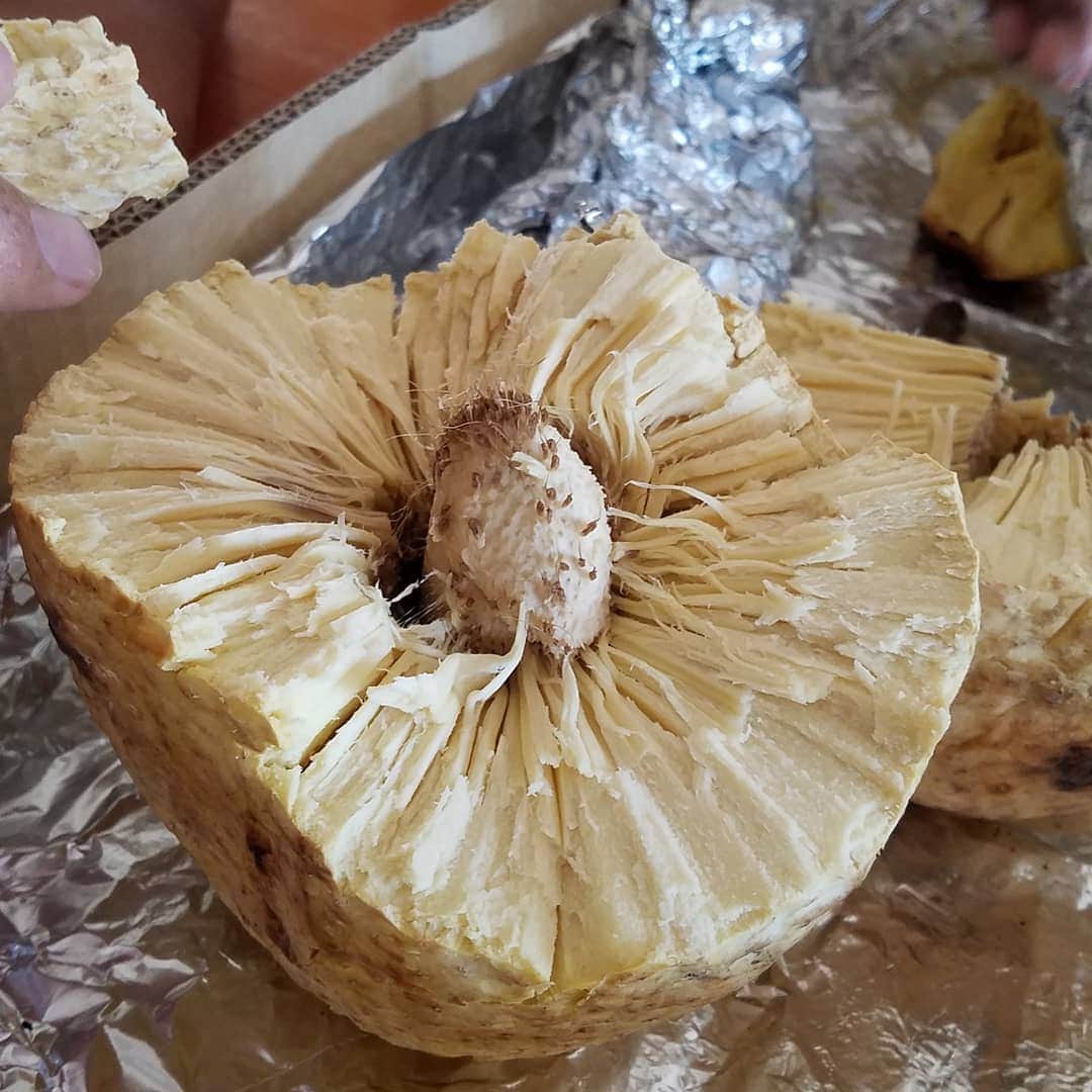 小錦千絵（TAUPOU）さんのインスタグラム写真 - (小錦千絵（TAUPOU）Instagram)「家の庭にあるパンの木🌳  このパンの木の実の事をサモア語ではUluと言います。家のゴールデンレトリバーの名前もこのUluから来ています。息子のPaniはサモア語でパンの事です。パンの実とパン親子♥️あーー会いたくなって来た…😢 アルミホイルに包まれてるのがPalusami(パルサミ)と言ってポリネシアの人々のソウルフードです！ココナッツミルクとコンビーフをタロ芋の葉っぱで包んで土の中に埋めて熱い熱い石を上から乗せて5時間くらい蒸します。本当に美味しいしパワーが出ます🎵ハワイに来たら1度は食べて欲しい☺  #konishikishouse #KONISHIKI #小錦八十吉 #小錦千絵 #palusami #ulu #soulfood」6月23日 10時21分 - taupou52