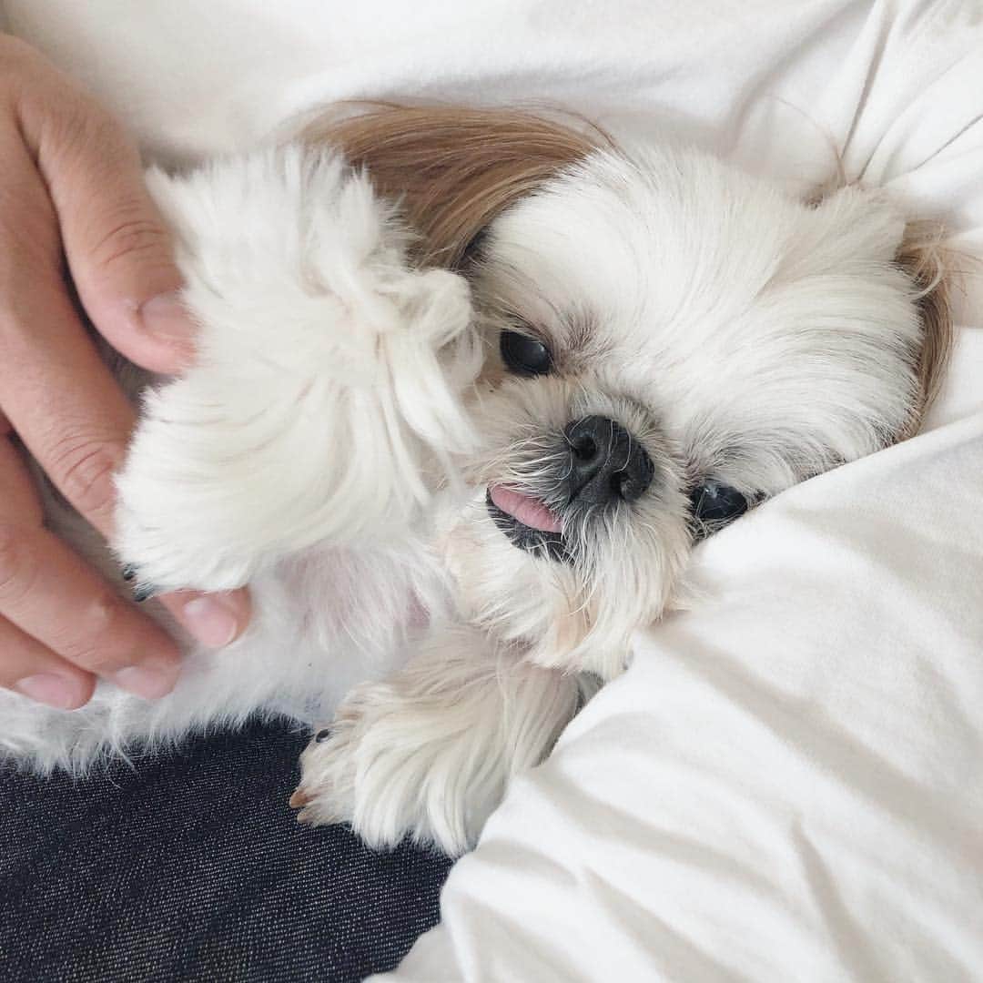 いりこのインスタグラム：「ソファで寝転がって2度寝の2人🐶👨」