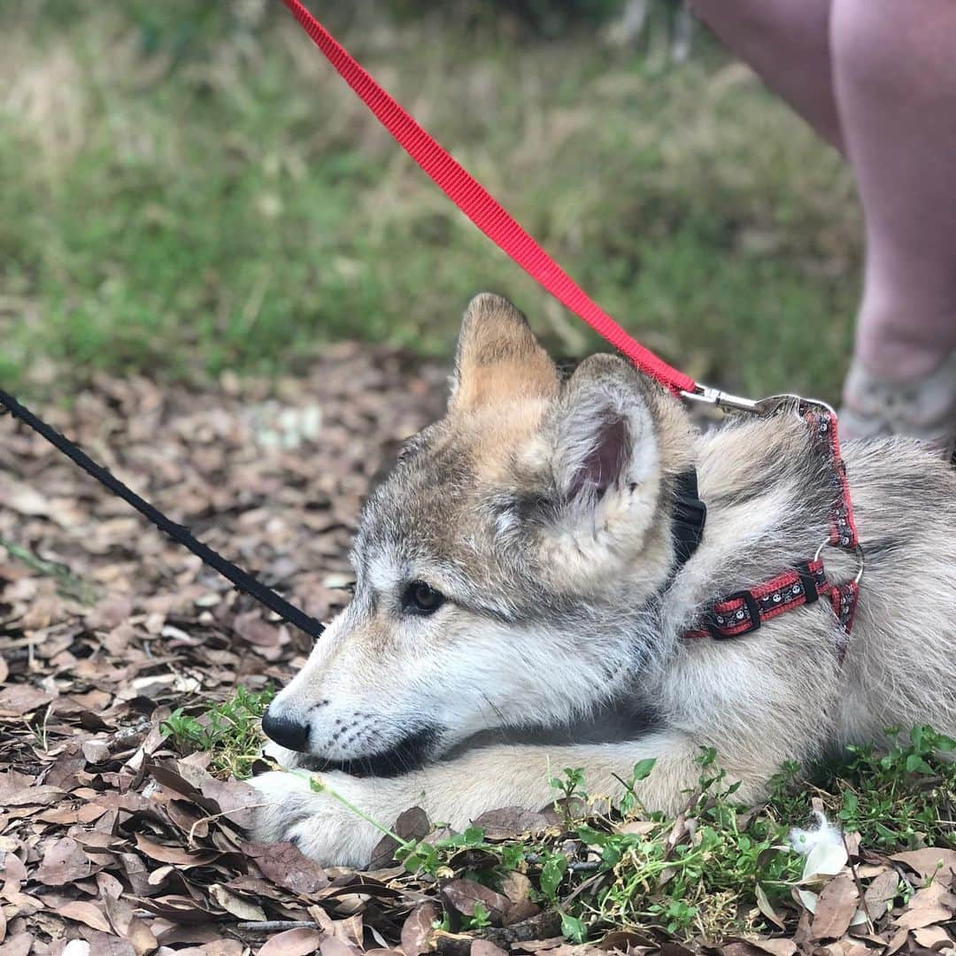 Rylaiさんのインスタグラム写真 - (RylaiInstagram)「Meet Grizz..... a beautiful wolf dog puppy!!! . This beautiful boy came to visit us with his mommy @roguesmom1 and Auntie @danivierra - we were thrilled to meet this beautiful boy.  Grizz is an 11 week old high content wolf/dog.  We hear from so many people they desire to have a wolf or wolf dog puppy without truly understanding what they are getting.  Lori and her dedicated family are working with Grizz every minute of everyday to socialize him and reduce his fear of people and new environments. Just like with American tame foxes, you don’t know what you are going to get- and some will be more wild and less comfortable around new@people and others will be better... but know one thing for sure- you will have to work at least twice as hard to train them, socialize them, and you still might fail....high content wolf dogs are no joke.... Lori has two others, so she is not new to this game and knows what she is doing.... but it doesn’t make it easy.... it just means you have to invest a lot of time, energy, and you better be darn sure you have the experience yourself to handle these amazing animals. . We fell in love with this little boy.... and we totally respect who he is and what he needs to be A happy Grizz!!! . We are hoping you have Saved The Date for our  Grand Opening: From Russia with Love on Oct 5-6th. Lori and Dani will be there with their beautiful babies!!! We will@be offering mini Photoshoots.... stay tuned!!! . Novi, @educationalwolfadventures will also be at the grand opening!!!! . Super excited to share these amazing Ambassadors with our Canid pack!!! . Of course- huge thanks to Lori and Melinda for bringing their babies out to support the center!! . #wolfdog #toocute #babywolf #wolves #grizz #wd #highcontentwd #wolvesofig #wolvesofinstagram #lovewolves #puppies #photooftheday #sandiegogram #fromrussiawithlove #nonprofit #canidpack #canines #aiberiancupcakes #jabcecc」6月23日 11時02分 - jabcecc