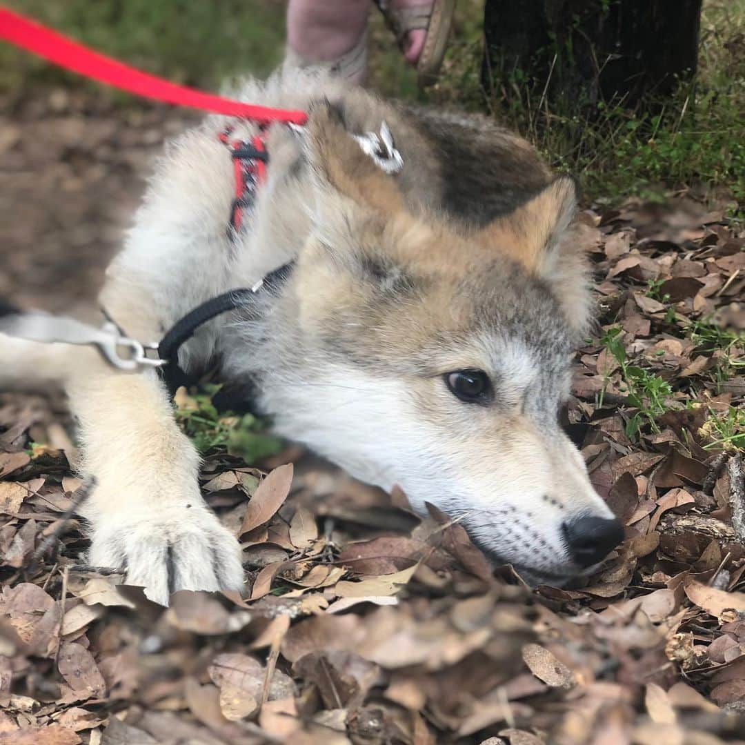 Rylaiさんのインスタグラム写真 - (RylaiInstagram)「Meet Grizz..... a beautiful wolf dog puppy!!! . This beautiful boy came to visit us with his mommy @roguesmom1 and Auntie @danivierra - we were thrilled to meet this beautiful boy.  Grizz is an 11 week old high content wolf/dog.  We hear from so many people they desire to have a wolf or wolf dog puppy without truly understanding what they are getting.  Lori and her dedicated family are working with Grizz every minute of everyday to socialize him and reduce his fear of people and new environments. Just like with American tame foxes, you don’t know what you are going to get- and some will be more wild and less comfortable around new@people and others will be better... but know one thing for sure- you will have to work at least twice as hard to train them, socialize them, and you still might fail....high content wolf dogs are no joke.... Lori has two others, so she is not new to this game and knows what she is doing.... but it doesn’t make it easy.... it just means you have to invest a lot of time, energy, and you better be darn sure you have the experience yourself to handle these amazing animals. . We fell in love with this little boy.... and we totally respect who he is and what he needs to be A happy Grizz!!! . We are hoping you have Saved The Date for our  Grand Opening: From Russia with Love on Oct 5-6th. Lori and Dani will be there with their beautiful babies!!! We will@be offering mini Photoshoots.... stay tuned!!! . Novi, @educationalwolfadventures will also be at the grand opening!!!! . Super excited to share these amazing Ambassadors with our Canid pack!!! . Of course- huge thanks to Lori and Melinda for bringing their babies out to support the center!! . #wolfdog #toocute #babywolf #wolves #grizz #wd #highcontentwd #wolvesofig #wolvesofinstagram #lovewolves #puppies #photooftheday #sandiegogram #fromrussiawithlove #nonprofit #canidpack #canines #aiberiancupcakes #jabcecc」6月23日 11時02分 - jabcecc