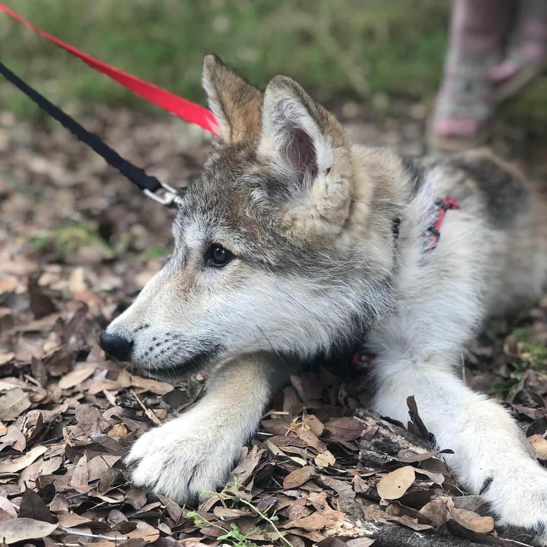 Rylaiさんのインスタグラム写真 - (RylaiInstagram)「Meet Grizz..... a beautiful wolf dog puppy!!! . This beautiful boy came to visit us with his mommy @roguesmom1 and Auntie @danivierra - we were thrilled to meet this beautiful boy.  Grizz is an 11 week old high content wolf/dog.  We hear from so many people they desire to have a wolf or wolf dog puppy without truly understanding what they are getting.  Lori and her dedicated family are working with Grizz every minute of everyday to socialize him and reduce his fear of people and new environments. Just like with American tame foxes, you don’t know what you are going to get- and some will be more wild and less comfortable around new@people and others will be better... but know one thing for sure- you will have to work at least twice as hard to train them, socialize them, and you still might fail....high content wolf dogs are no joke.... Lori has two others, so she is not new to this game and knows what she is doing.... but it doesn’t make it easy.... it just means you have to invest a lot of time, energy, and you better be darn sure you have the experience yourself to handle these amazing animals. . We fell in love with this little boy.... and we totally respect who he is and what he needs to be A happy Grizz!!! . We are hoping you have Saved The Date for our  Grand Opening: From Russia with Love on Oct 5-6th. Lori and Dani will be there with their beautiful babies!!! We will@be offering mini Photoshoots.... stay tuned!!! . Novi, @educationalwolfadventures will also be at the grand opening!!!! . Super excited to share these amazing Ambassadors with our Canid pack!!! . Of course- huge thanks to Lori and Melinda for bringing their babies out to support the center!! . #wolfdog #toocute #babywolf #wolves #grizz #wd #highcontentwd #wolvesofig #wolvesofinstagram #lovewolves #puppies #photooftheday #sandiegogram #fromrussiawithlove #nonprofit #canidpack #canines #aiberiancupcakes #jabcecc」6月23日 11時02分 - jabcecc