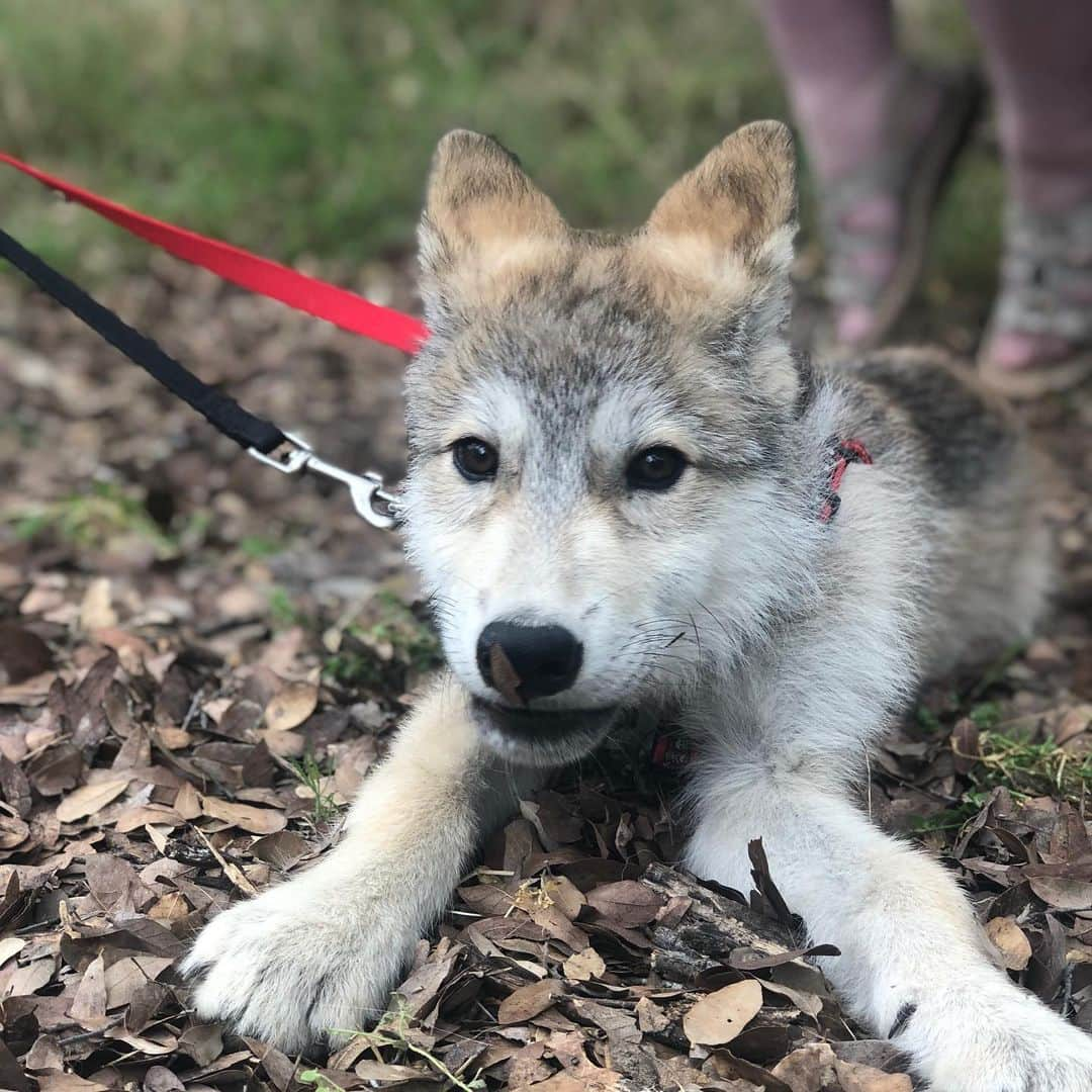 Rylaiさんのインスタグラム写真 - (RylaiInstagram)「Meet Grizz..... a beautiful wolf dog puppy!!! . This beautiful boy came to visit us with his mommy @roguesmom1 and Auntie @danivierra - we were thrilled to meet this beautiful boy.  Grizz is an 11 week old high content wolf/dog.  We hear from so many people they desire to have a wolf or wolf dog puppy without truly understanding what they are getting.  Lori and her dedicated family are working with Grizz every minute of everyday to socialize him and reduce his fear of people and new environments. Just like with American tame foxes, you don’t know what you are going to get- and some will be more wild and less comfortable around new@people and others will be better... but know one thing for sure- you will have to work at least twice as hard to train them, socialize them, and you still might fail....high content wolf dogs are no joke.... Lori has two others, so she is not new to this game and knows what she is doing.... but it doesn’t make it easy.... it just means you have to invest a lot of time, energy, and you better be darn sure you have the experience yourself to handle these amazing animals. . We fell in love with this little boy.... and we totally respect who he is and what he needs to be A happy Grizz!!! . We are hoping you have Saved The Date for our  Grand Opening: From Russia with Love on Oct 5-6th. Lori and Dani will be there with their beautiful babies!!! We will@be offering mini Photoshoots.... stay tuned!!! . Novi, @educationalwolfadventures will also be at the grand opening!!!! . Super excited to share these amazing Ambassadors with our Canid pack!!! . Of course- huge thanks to Lori and Melinda for bringing their babies out to support the center!! . #wolfdog #toocute #babywolf #wolves #grizz #wd #highcontentwd #wolvesofig #wolvesofinstagram #lovewolves #puppies #photooftheday #sandiegogram #fromrussiawithlove #nonprofit #canidpack #canines #aiberiancupcakes #jabcecc」6月23日 11時02分 - jabcecc