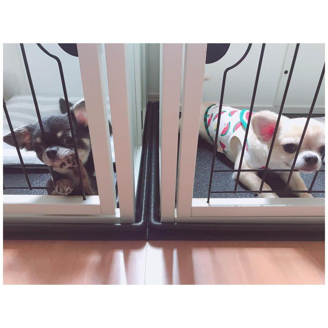 有明ゆなさんのインスタグラム写真 - (有明ゆなInstagram)「いつもこれやるの！ 二人とも！笑笑 . . . . #愛犬 #愛犬🐶 #愛犬家 #愛犬との暮らし #ちわわん #ちわわ部 #ちわわ #ちわすたぐらむ #ちわわ親バカ部 #ちわわ大好き #チワワちゃん #チワスタグラム #チワワ #チワワ部 #チワワラブ #チワワ画像 #チワワ大好き #dog #dogstagram #dogs #instadog」6月23日 11時02分 - ariake_yuna