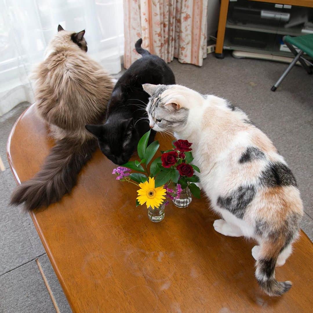 ホタテ＆クラム＆シラスのインスタグラム：「お花の定期便 @bloomeelife さんか今月も可愛いお花達が届きました、もう猫たちにとってもとりあえず匂いを確かめるのはお約束の様です（笑）それにしても、お花のある生活って良いですね^ ^  こちらは毎週500円〜でお家にお花が届くサービスで、下記のクーポンコードを利用されると初回が無料になります、是非^ ^ *** クーポンコード：msy1515 ※有効期限：2019年7月31日 *** @bloomeelife  #bloomeelife #hbv2019 #cat #neko #ScottishFold #猫 #ねこ #スコティッシュフォールド #ラグドール #Ragdoll #blackcat #黒猫 #flower  https://bloomeelife.com/  そして投稿者MSY1515より…  猫＋花のコラボでありがたいご心配のお言葉をいた抱いております、当方では猫に対する植物の毒性などは細心の注意を払っておりますのでご安心ください、ご心配を本当にありがとうございます^^ I treat it considering the toxicity of the plant to the cat so please rest assured.」