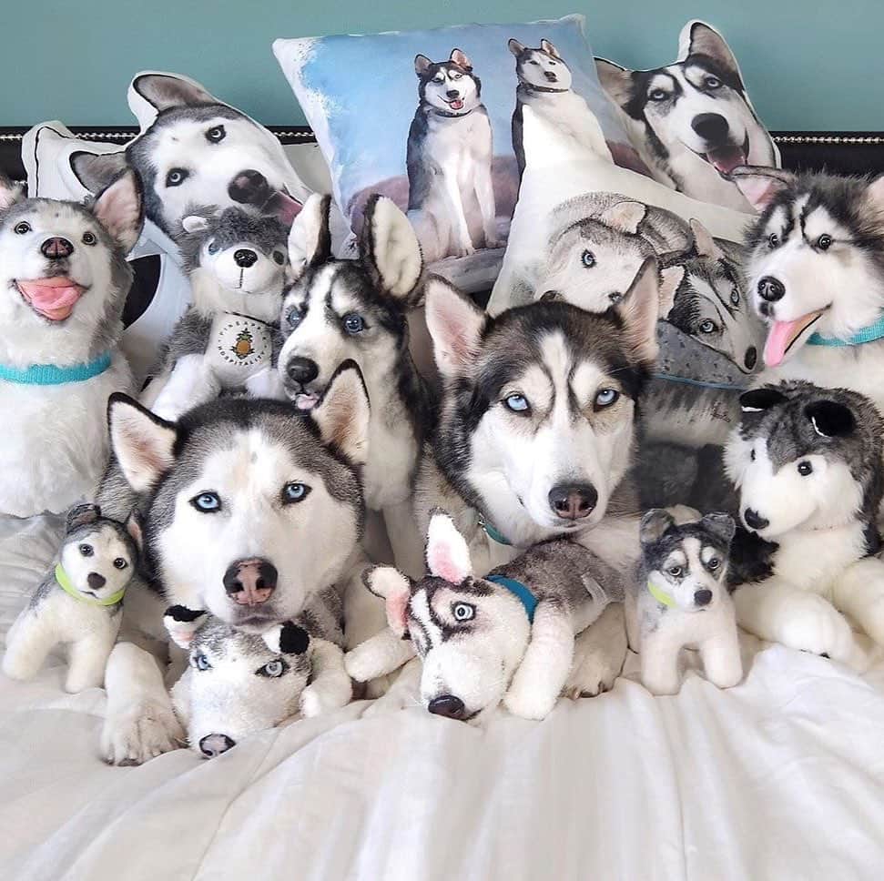 husky and malamuteのインスタグラム：「How many huskies in this pic？ 🤣  follow @alaskandaily （Twitter：alaskandaily）for more cute pic and video.😜 ……………………………………………………………… From @2husketeers ……………………………………………………………… #alaskan#malamute#alaskanmalamute#alaskanhusky#malamutesofinstagram#puppylife#puppylove#puppydog#puppylover#dogdays#malamutepuppy#huskies#huskeypuppy#huskeiesreq#siberian#huskeiesofig#dogslife#dogsofnyc#cutedog#cutedogs#huskeypics#huskeylovers#huskygram#huskeylove#huskiesofinstagram#dogsofnyc#husky#狗」