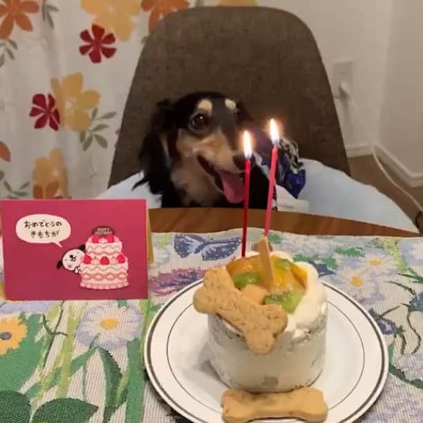 小日向えりのインスタグラム：「きな粉ハピバー！  2歳のお誕生日おめでとう😘 元気でいい子に育ってくれてありがとう❤️❤️❤️ 最近叱られた時の粉ふの態度が可愛すぎて叱ってる途中に笑っちゃうのが悩み😂  #ミニチュアダックス」