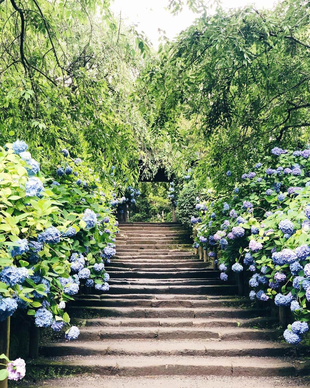 英里子さんのインスタグラム写真 - (英里子Instagram)「☔️☔️☔️ 昨日は紫陽花を見に、明月院までちょった遠出🌷  #明月院 #紫陽花 #meigetsuin #hydrangea #北鎌倉 #kitakamakura」6月23日 12時48分 - ellie__erico