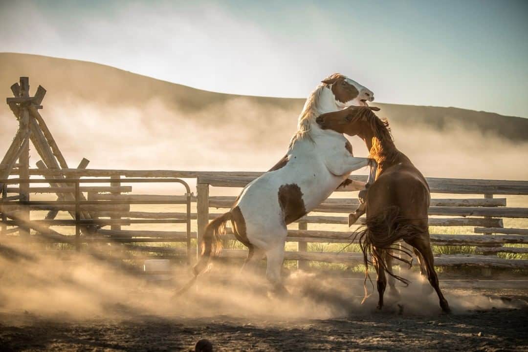 National Geographic Travelさんのインスタグラム写真 - (National Geographic TravelInstagram)「Photo by @amivitale | Horses charge one another at the J Bar L ranch, a unique, conservation-friendly ranch nestled in the wide open land of the Centennial Valley in southern Montana. The Centennial Valley is an important wildlife corridor for elk, moose, antelope, deer, wolverines, grizzly bears, wolves, and hundreds of bird species. The people who ranch here are careful to preserve the land for the wildlife that depend on it. Follow me @amivitale for more photos of this incredible world and the creatures who inhabit it. #montana #outwest #bigskycountry #horses」6月23日 13時02分 - natgeotravel