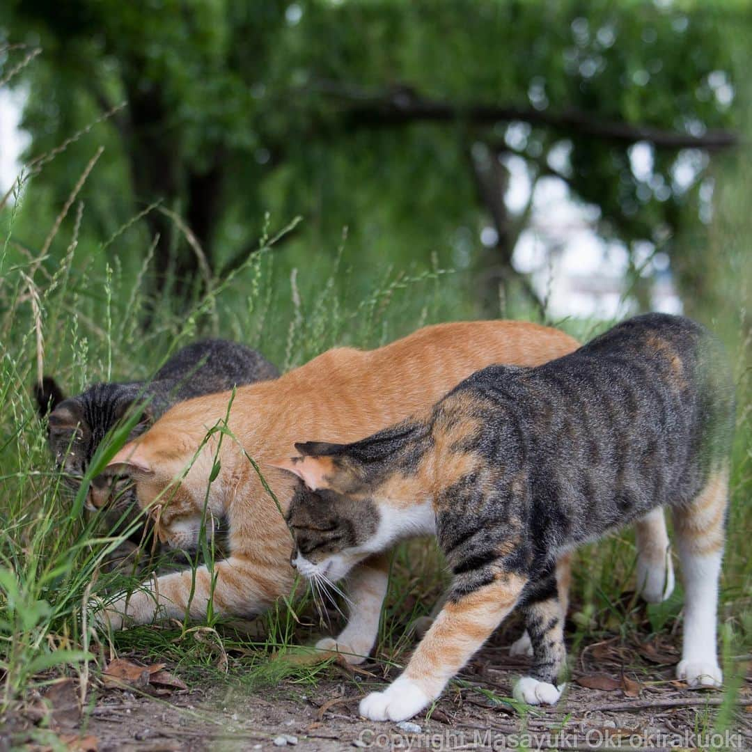 Masayukiさんのインスタグラム写真 - (MasayukiInstagram)「ここだね、ここ。  #cat #ねこ」6月23日 13時10分 - okirakuoki