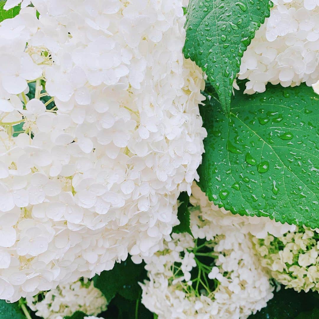神田咲実さんのインスタグラム写真 - (神田咲実Instagram)「雨が似合うなぁ☔️ * 実家の紫陽花♡ * 何年前かの 母の日の真っ白紫陽花。 * びっくりするくらいたくさん増えて、 庭を華やかにしてくれてる♡ *  #紫陽花#hydrangea」6月23日 13時12分 - sakimikanda