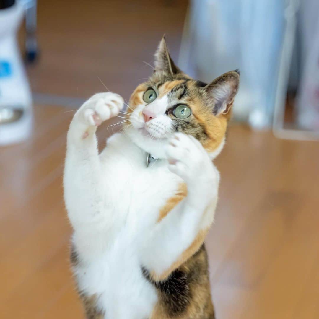 マアルのインスタグラム：「牛乳ちゃん #🐈 #猫好きさんと繋がりたい #北海道 #ペットシッター #三毛猫」