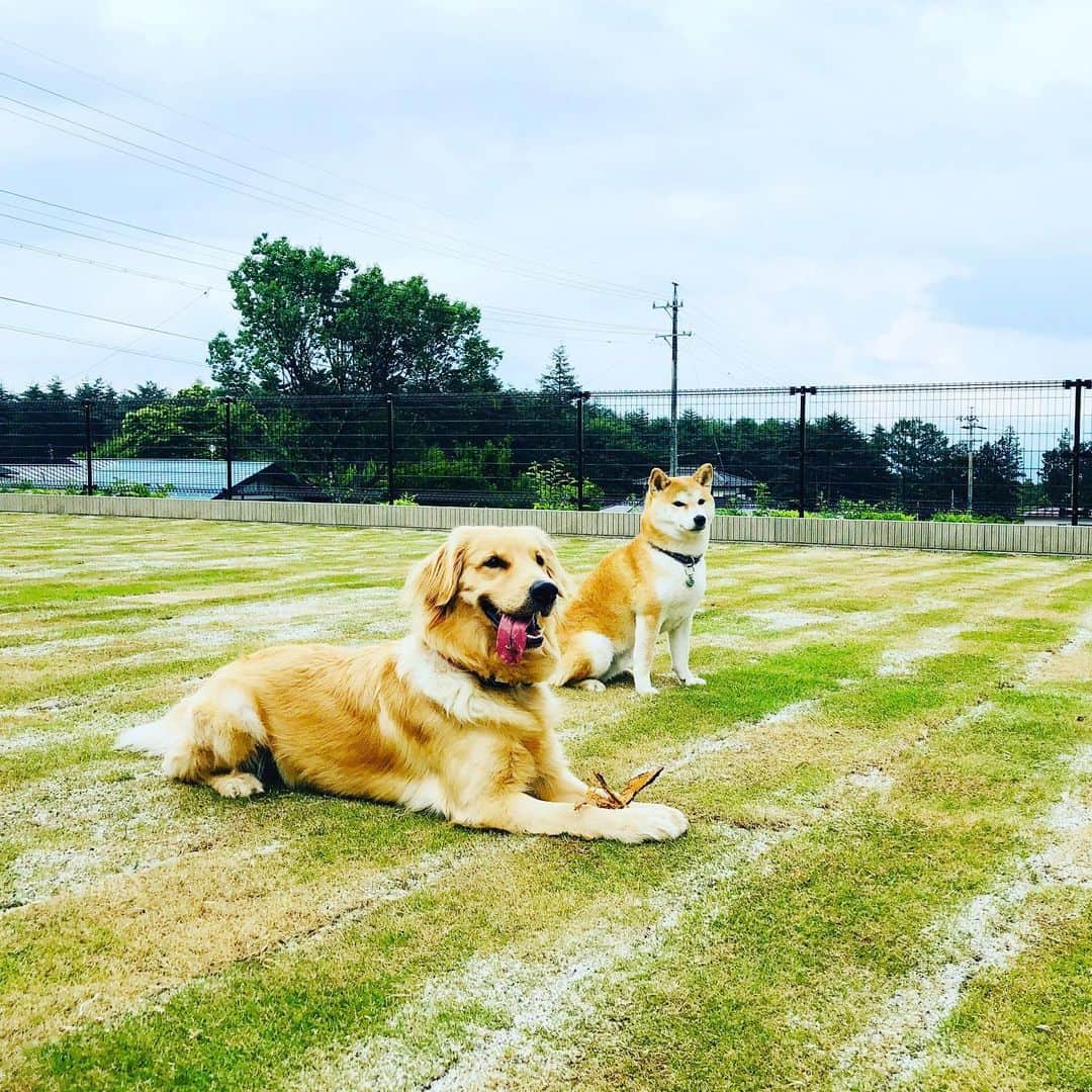 篠原信一さんのインスタグラム写真 - (篠原信一Instagram)「天気はイマイチだけど⛅️ 気持ちいいワン♪  #柴犬 #しばいぬ #ゴールデンレトリバー #ゴールデンレトリーバー #小鉄とニコの大冒険  #shibainu  #shibainulover  #shibainulife #shibainuphotos #shibainuphotos #shibainuworld #goldenretriever  #goldenretrieverlove #goldenretrieverlife #goldenretrieversrule #goldenretrieverphotos #goldenretrieverworld #いぬすたぐらむ #いぬのいる暮らし #犬との暮らし #犬との暮らし #安曇野」6月23日 13時35分 - kotetu__niko