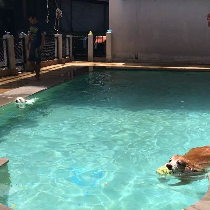 Hoykong&Plamuekのインスタグラム：「Happy day! #summerdogpool」