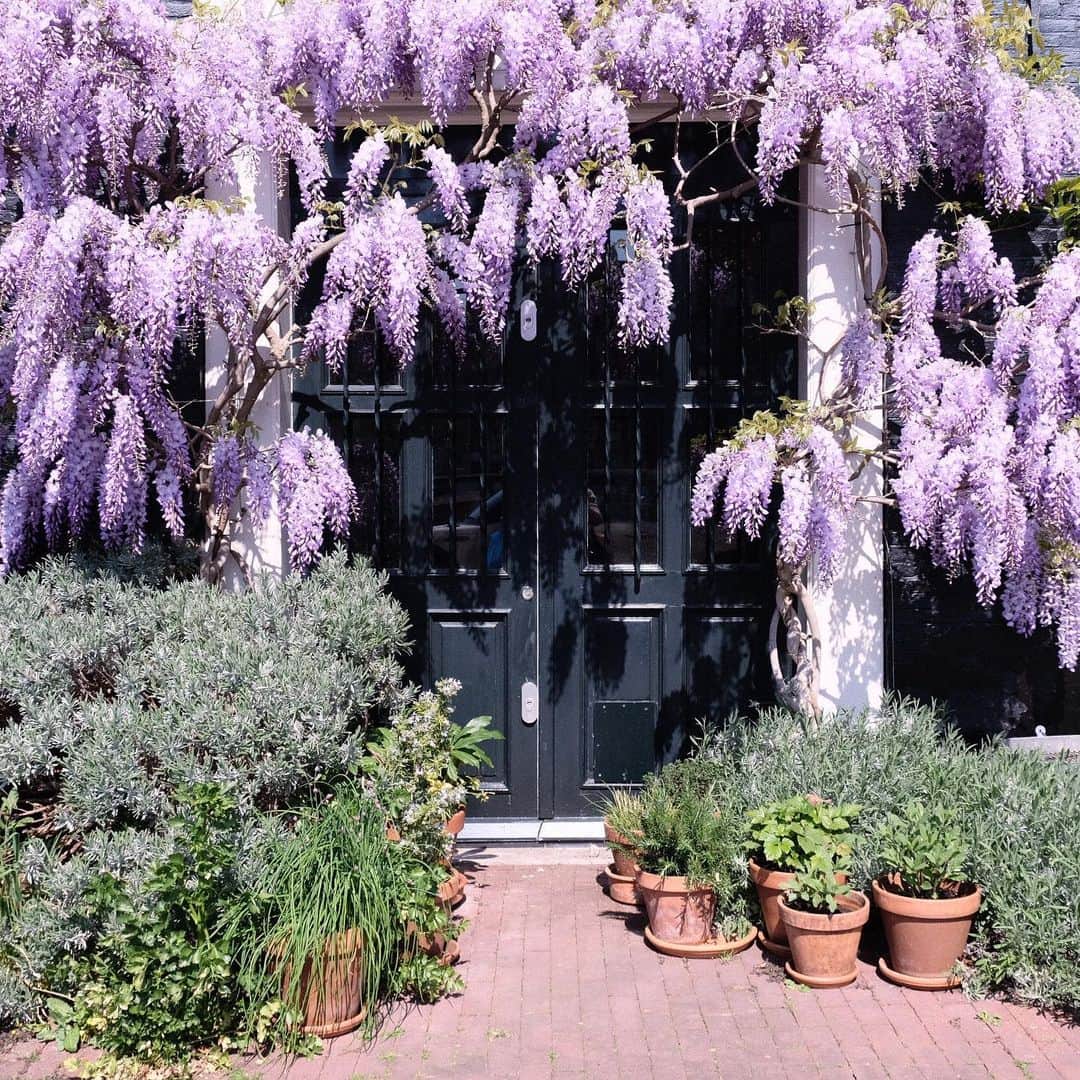 KUNIKAのインスタグラム：「Wisteria 💜」
