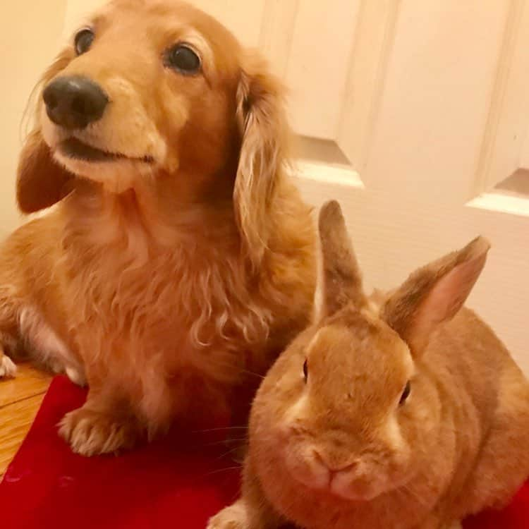 Chieko Shibutaさんのインスタグラム写真 - (Chieko ShibutaInstagram)「たろー🐶&うじゃこ🐰地方☁ たろー！ 今日も　お留守番　みたいですね⤵ 🏠探検中💨 見つかったみたいですね💦 絶好調に　Ｖサイン🐰☆彡 💕✨🐶🍀🐰✨💕 #dachshund #dachshunds #dachshundlove #dog #dogs #doglove #instadog #instagram #instagood #pet #pets #petsagram #cute #cutepe #cutepet #cutedog #cuteanimals #likes #09076999576 happy #smile #rabbit #ラビット #ミニュチュア #ミニュチュアダックス  #ミニュチュアダックスフント #うさぎ部 #うさぎ #ダックス #ダックスフンドロングヘアー#ねざーらんどわーふ」6月23日 14時23分 - chieko.81