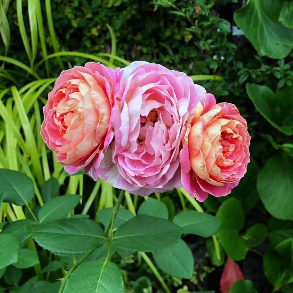 理絵のグルメインスタ