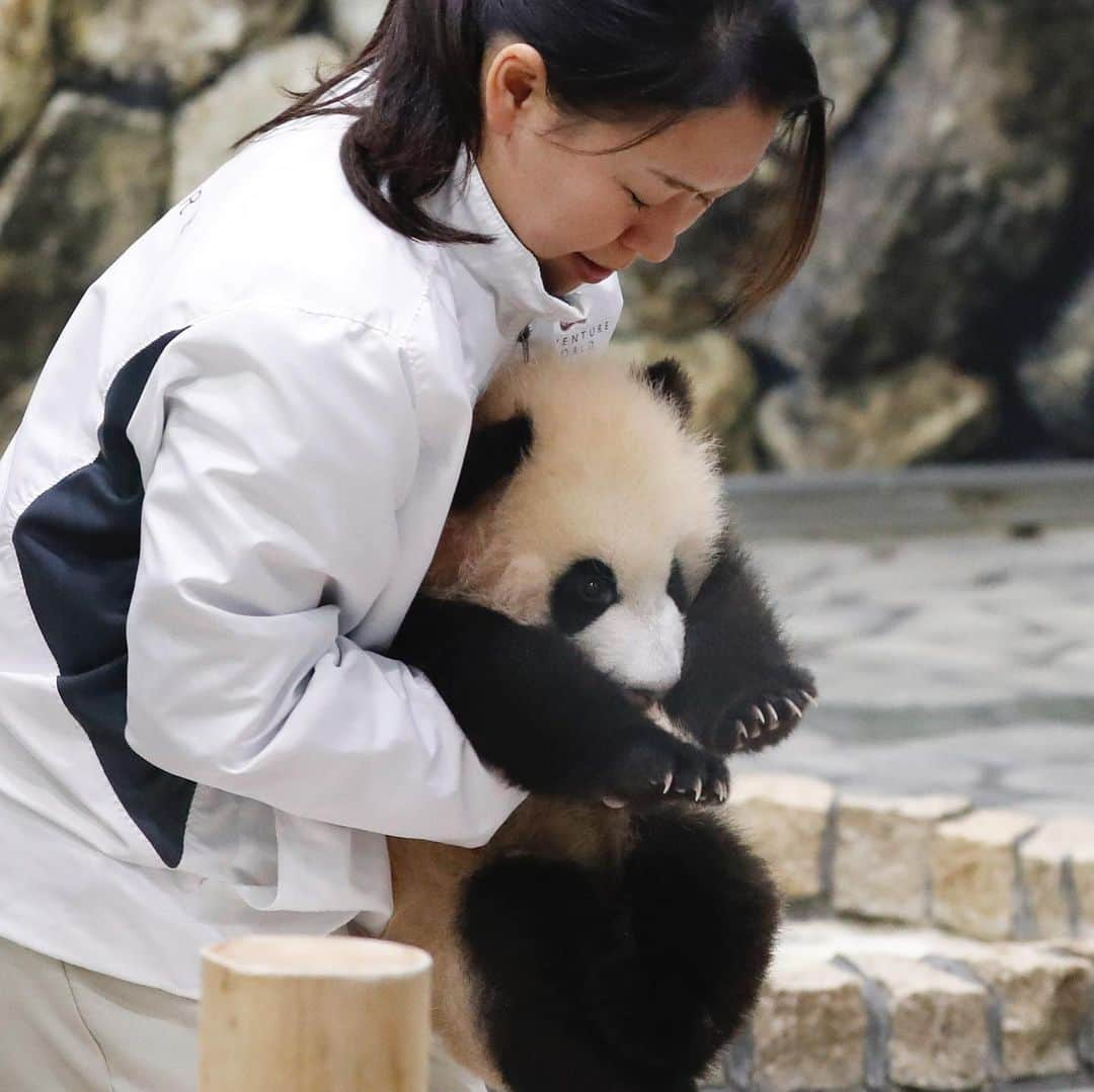 パンダ（白浜）さんのインスタグラム写真 - (パンダ（白浜）Instagram)「🐼 😊 #HELLOLITTLE 🐼🐼🐼 #ハローリトル #baby #pandamental #hellopanda #ハローパンダ #パンダグラビア and #panda #pandababy 🐼🐼🐼 ⭐︎『HELLO LITTLE』IN STORE NOW⭐️ #彩浜 hag tag 😊👌」6月23日 14時38分 - hellopanda_book