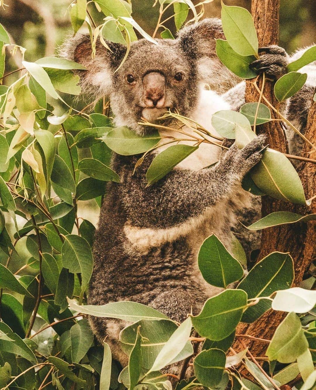 Australiaさんのインスタグラム写真 - (AustraliaInstagram)「Koalas use eucalyptus leaves for two main purposes: 1) a food source 2) modelling props. 🍃 😉 @thefivefoottraveler spotted this professional Insta-model at @visitbrisbane’s @lonepinekoala completely nailing a photoshoot. This #wildlife sanctuary in @queensland is only 20 minutes from #Brisbane’s CBD, and is one of the few places in #Australia that offers the opportunity to actually hold a #koala. Book this special experience in advance if possible as it’s understandably very popular, and have your camera fully charged so you can get snap-happy as you meet the wide variety of native animals here.  #seeaustralia #thisisqueensland #visitbrisbane #weeklyfluff #wildlifephotography #travel」6月23日 15時00分 - australia