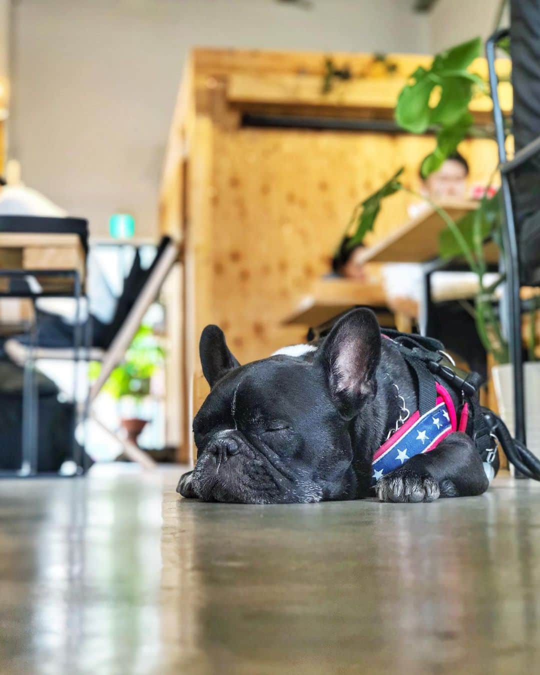 Turbo_dad フレブルのターボのグルメインスタ