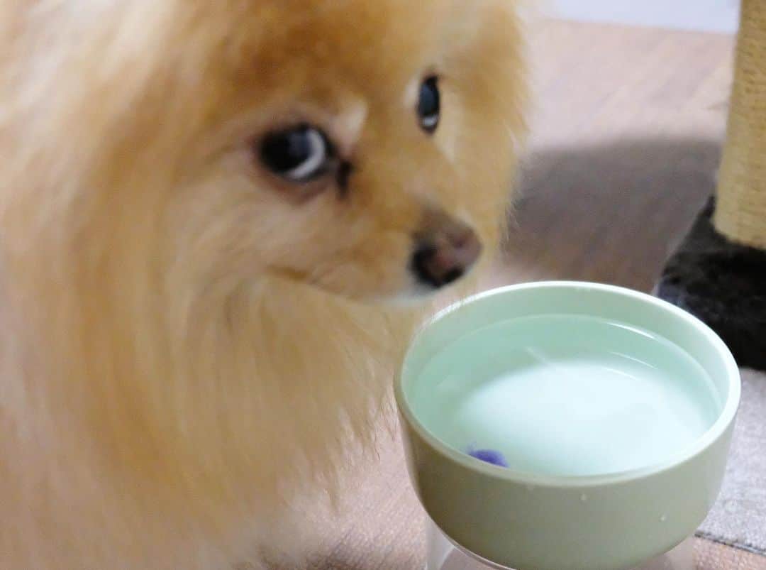 Hanaさんのインスタグラム写真 - (HanaInstagram)「ブログ更新しました♪ プロフィールから飛べます🚀 http://kedamakyoudai.blog.jp/ * ぴちょん😸 * 水の中にボールを入れて 手を入れて遊ぶ猫 * 「ちょっと… 水、変えてよ！！」 🐶💢 * * #NorwegianForestCat#Pomeranian#japan#catlover#doglover#dogs#cat#Kawaii#fluffy#pom#fluffydog#catsofinstagram#dogsofinstagram#fluffycat#ノルウェージャンフォレストキャット#ポメラニアン#gatto#pecoいぬ部#cane#ペコねこ部#可愛い#かわいい#cute#cutecat#cutedog#funny#funnydog#funnycat」6月23日 15時13分 - mofu2family