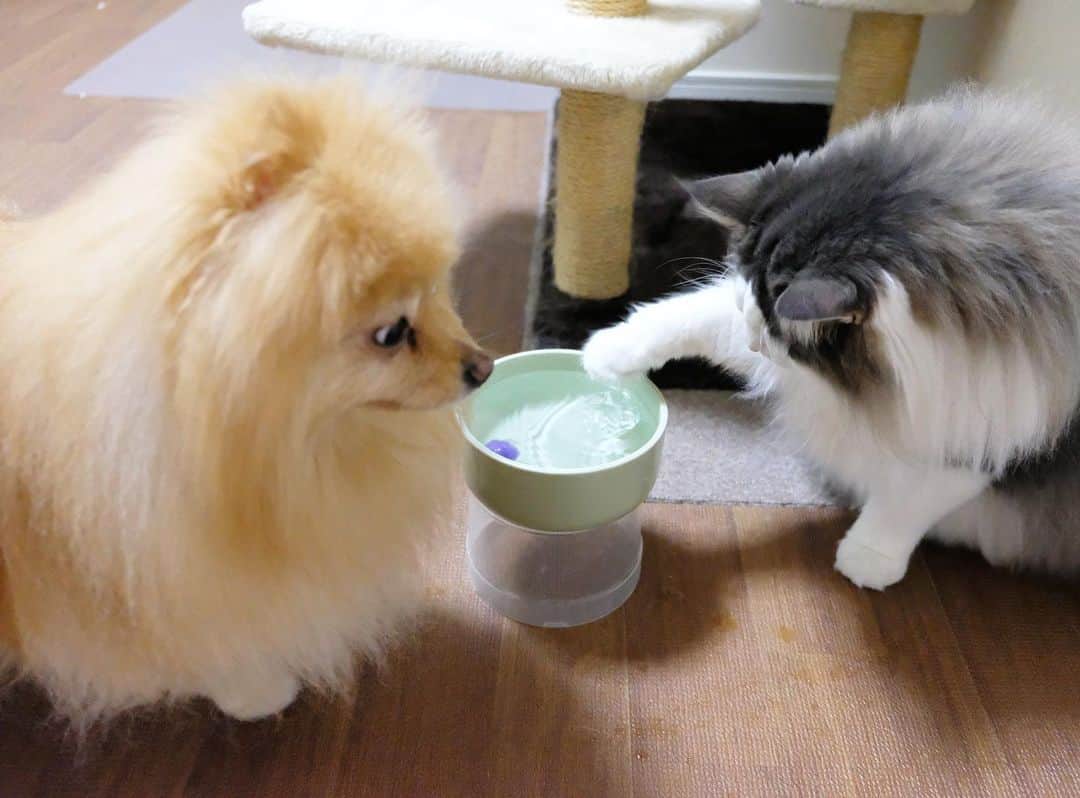 Hanaさんのインスタグラム写真 - (HanaInstagram)「ブログ更新しました♪ プロフィールから飛べます🚀 http://kedamakyoudai.blog.jp/ * ぴちょん😸 * 水の中にボールを入れて 手を入れて遊ぶ猫 * 「ちょっと… 水、変えてよ！！」 🐶💢 * * #NorwegianForestCat#Pomeranian#japan#catlover#doglover#dogs#cat#Kawaii#fluffy#pom#fluffydog#catsofinstagram#dogsofinstagram#fluffycat#ノルウェージャンフォレストキャット#ポメラニアン#gatto#pecoいぬ部#cane#ペコねこ部#可愛い#かわいい#cute#cutecat#cutedog#funny#funnydog#funnycat」6月23日 15時13分 - mofu2family
