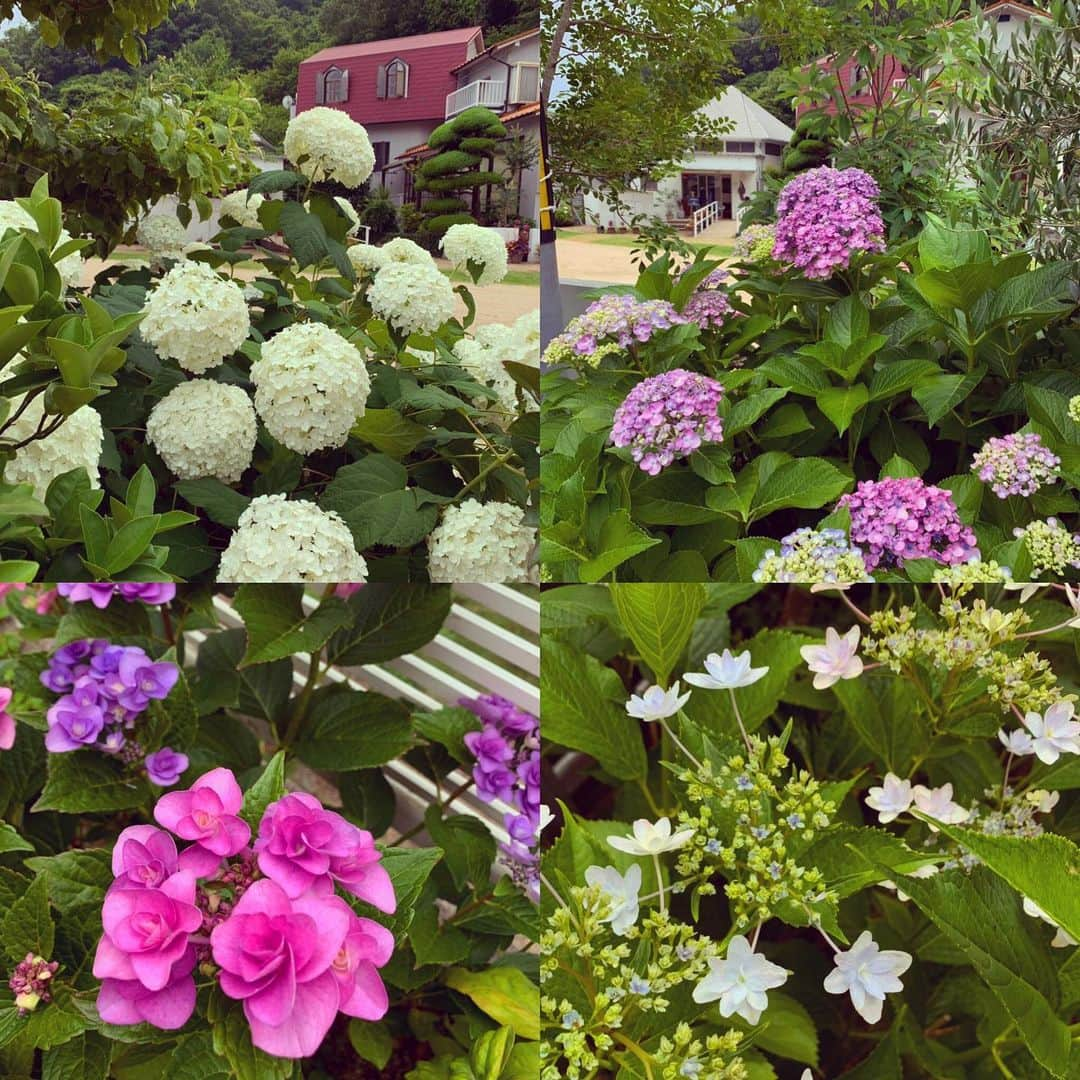 有森裕子さんのインスタグラム写真 - (有森裕子Instagram)「実家の庭にも紫陽花に彩られてました❣️」6月23日 15時25分 - arimori.yuko33