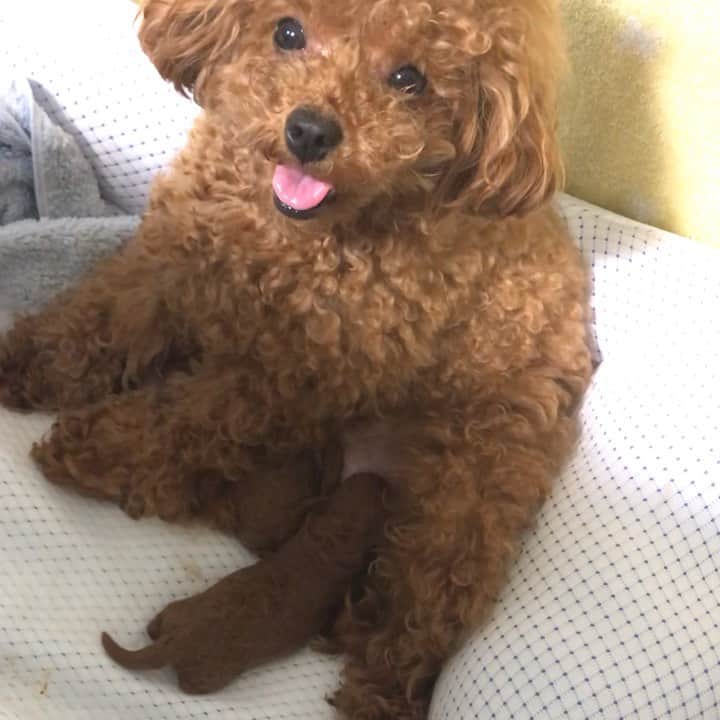ももちゃん & まろんたんのインスタグラム：「一生懸命おっぱいを飲む赤ちゃん😍💓 長女136グラム 次女178グラム 順調に増えてます☺️💓 というか2匹ともメスだった、、、💦 ・ ・ #dog #dogs #dogstagram #poodle #poodles #poodlelove #poodleclub #toypoodle #toypoodles #toypoodlelove #toypoodleclub #east_dog_japan #all_dog_japan #ig_poodle #poodlesofficial #ふわふわ #ふわもこ部 #トイプードル #トイプードル部 #トイプードル大好き #トイプードル多頭飼い #puppy #ティーカッププードル #わんこなしでは生きていけません会 #pecoいぬ部 #joker六本木ヒルズ店 #トリミング #ひなちゃん #toypoodleofficial #犬のいる暮らし」