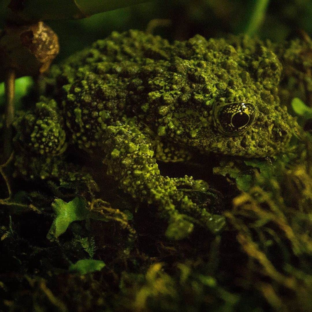 アメリカ自然史博物館さんのインスタグラム写真 - (アメリカ自然史博物館Instagram)「What’s that critter? It’s the Vietnamese mossy frog (Theloderma corticale)! Its bumpy body and mottled green skin makes it hard to spot against mossy rocks in the rainforests of Vietnam. Its calls can travel as much as 13 feet (4 meters) into the distance, making it even harder to pinpoint its exact location. If a predator happens to find the frog, this amphibian might roll up into a ball and play dead in hopes of seeming like a less tantalizing treat. Photo: ThartmannWiki」6月23日 15時35分 - amnh