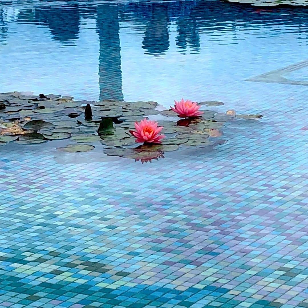 理絵さんのインスタグラム写真 - (理絵Instagram)「🧚🏻‍♂️💕 .  #睡蓮 #waterlily #nénuphar #nenuphar #ninfea #수련 #flower #flowers #fiore #꽃 #花 #食と緑の空中庭園 #空中庭園 #garden #tokyo #japan」6月23日 15時48分 - ____rie____