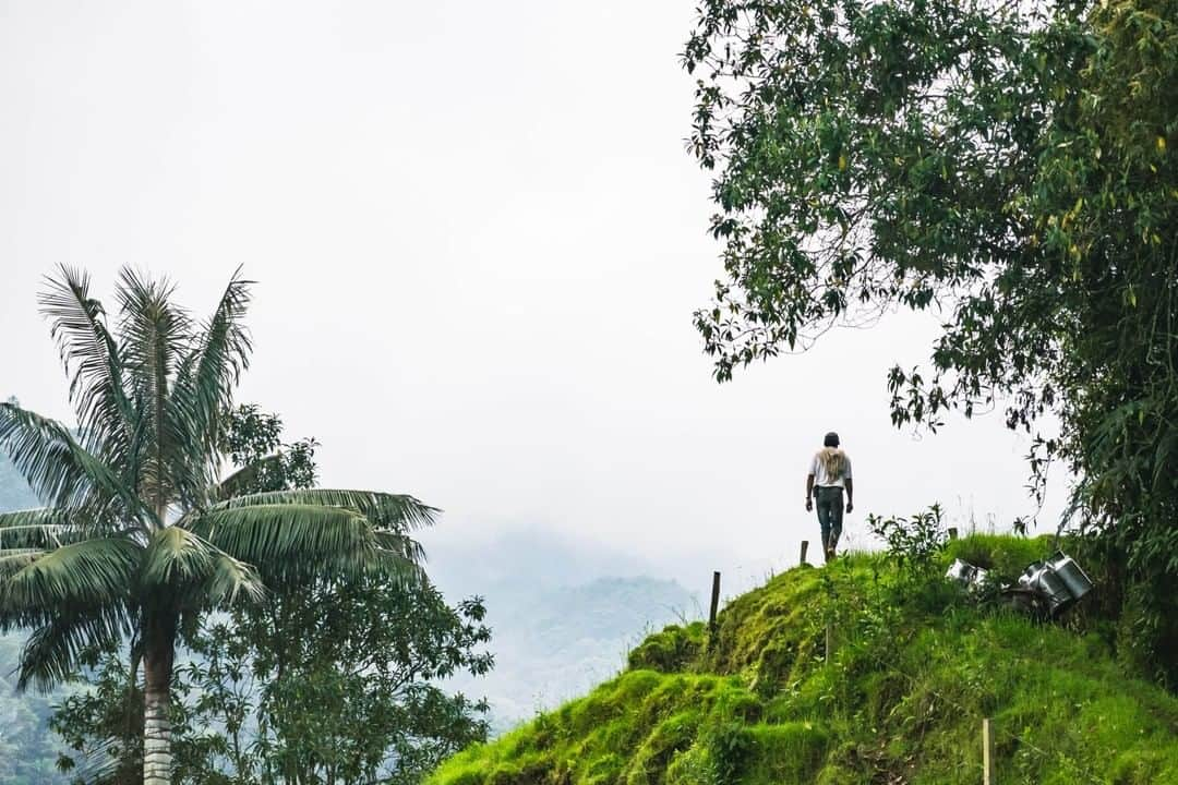 National Geographic Travelさんのインスタグラム写真 - (National Geographic TravelInstagram)「Photo by @sofia_jaramillo5 | A worker walks along a ridge at a ranch outside of Manizales, Colombia. I took this photo last week while traveling. The ranch we visited was below the Nevado Del Ruiz Páramo. In this image, the Páramo is high above and hidden behind the clouds. The Páramo is a unique ecosystem only found at high elevations in the Andes Mountains. The ecosystem acts like a sponge, collecting water from clouds and fog, storing it, and then releasing it. Fuzzy tall cactus-like plants absorb moisture as clouds pass by. Millions of Colombians depend on this ecosystem for water. For more photos from Colombia and South America, follow me, @Sofia_Jaramillo5. #travelsouthamerica #colombia #travel」6月23日 16時00分 - natgeotravel