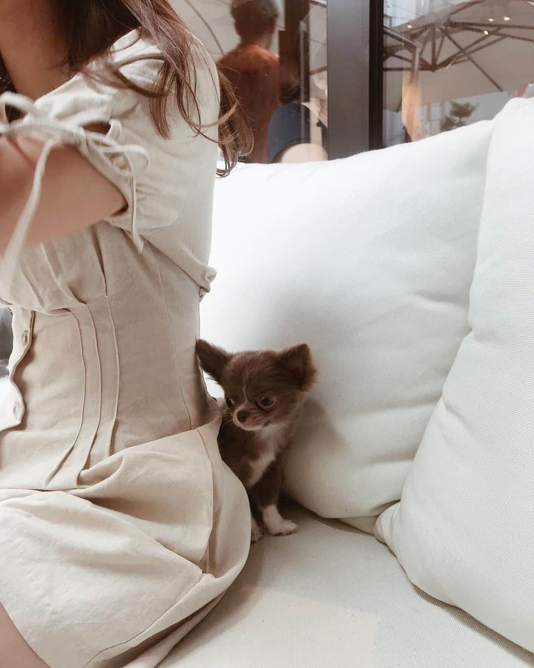 武村沙愛さんのインスタグラム写真 - (武村沙愛Instagram)「. . ちいちゃんの愛娘えまちゃん初対面👼 もうめろめろめろ。 ハイソックスをはいてるみたいな色と きれいなおめめがチャームポイントです🐶 みんなよろしくね💕 @emma__0223 . . #いぬすたぐらむ🐶 #チワワのいる暮らし」6月23日 16時11分 - sachika_takemura