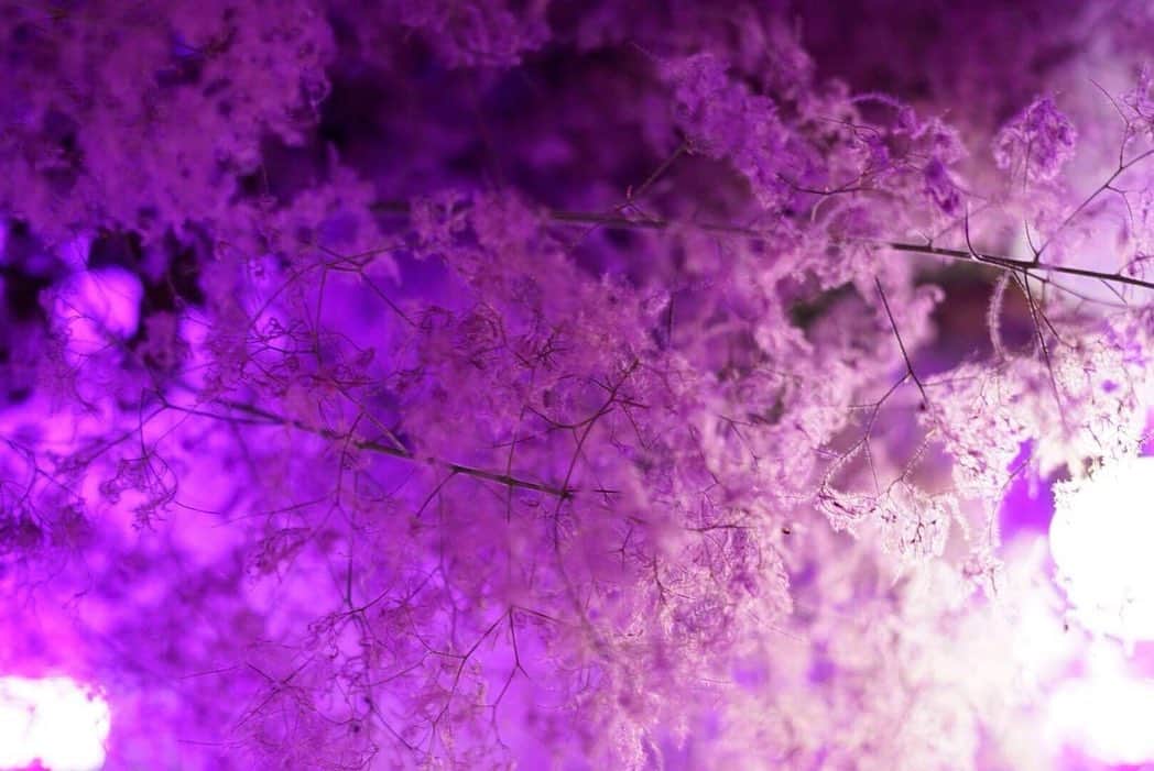 松下萌子さんのインスタグラム写真 - (松下萌子Instagram)「今回一番巨大な作品。 横幅2メートル。 スワロフスキーは約、2千個。 タイトル  徒桜 儚くすぐ散る桜の花、の意。 儚いからこそ美しい。 奥の正面にドンと。 ↓ 『秘花』–HIBANA-  ほどけてゆく、秘密の花  チョークアーティストMoecoが 前作『艶画』から 日本では、約２年半ぶりとなる 全描き下ろし大型個展 『秘花』–HIBANA-開催。  前回、Moecoが初めてエロティシズムの世界を描き、センセーショナルな話題を巻き起こした個展『艶画』 『秘花』は、その延長線上にありながらも 何光年も先に到達したような、別次元の表現に満ちあふれた作品達となっている。  会場に入った瞬間、そのきわどさ、惑わすほどの妖艶さに 思わず疼きと息をのむほどの高鳴りを覚えるのではないだろうか。  そして、今回の個展では 有名アーティスト達とのコラボ作品も展示。  NYを始め、数々の海外での活動や 華々しいメディアでの露出を経て ここ数年の間に更にほどけていった Moecoの『秘花』 是非ご堪能下さい。  Collaboration Artists✳︎ Amazing JIRO × Moeco 杉田陽平× Moeco 橋本マナミ × Moeco  Pantovisco × Moeco  Time✳︎ 6月21日〜7月6日まで 21日 opening party  18-21時  Place✳︎ MDPギャラリー 〒153-0042　東京都目黒区青葉台1丁目14番18号1階 1-14-18,1F Aobadai Meguro-ku Tokyo JAPAN 153-0042 TEL : +81-(0)3-3462-0682 E-MAIL : info@mdpgallery.com 日・月・祝祭日休廊　11:00 – 19:00 Closed on Sundays, Mondays & National Holidays 東急東横線　中目黒駅正面出口より徒歩8分 8 minutes walk from the main exit at Nakameguro station on Tokyu toyoko line  http://mdpgallery.com  #moecochalkart #drawing  #art  #japan  #japanese #artist #moeco #チョークアート #チョーク #アート #tokyo #picture  #絵 #artist #黒板 #japaneseartist #アーティスト #blackboard #handmade #art_overnight #초크아트 #drawing_expression #workshop #艶画 #松下萌子 #chalkart  #arthubmedia #チョークアーティスト #秘花 #hibana」6月24日 1時49分 - moecochalkartonly