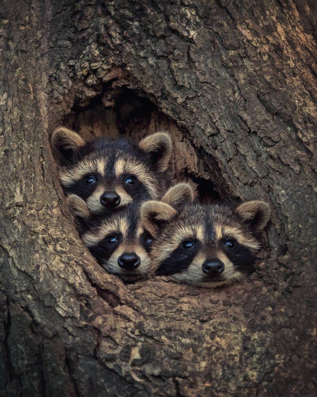 Discoveryさんのインスタグラム写真 - (DiscoveryInstagram)「“A family of raccoons will have multiple dens within their home range. During daylight hours, they use them to keep out of sight -- most of the time. For newborn raccoon kits, every sound is a temptation to peak out from their hiding spot. The eastern raccoon kits photographed inside this compact tree hollow clambered over one another, including their much larger mother, struggling to take a look at the exact same time." 📸 + caption by Kevin Biskaborn (@kevinbiskaborn) . . . . #photography #photooftheday #explore #naturephotography #nature #potd #travelIG #wow #adventure #travel #Denfield #Ontario #Canada #raccoons #family #SundayFunday」6月24日 2時19分 - discovery