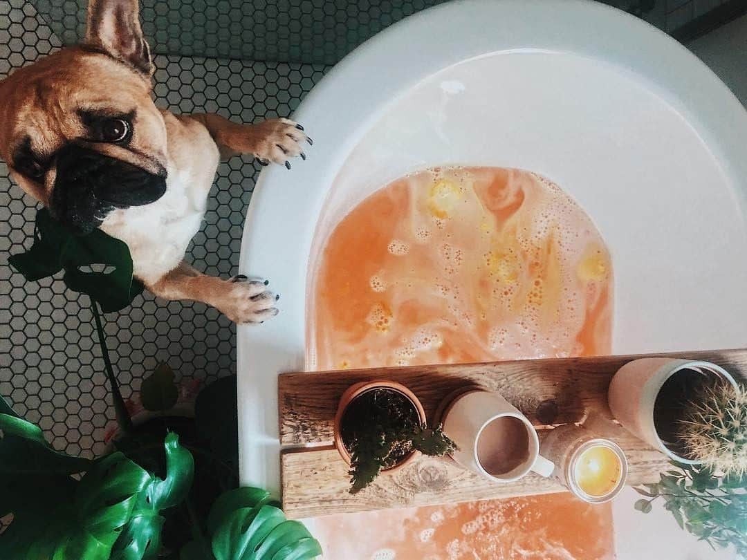 LUSH Cosmeticsさんのインスタグラム写真 - (LUSH CosmeticsInstagram)「I can haz bath? Golden Pear Bath Bomb's spicy scent and fair trade organic cocoa butter brightens moods and softens skin. Sorry, this one's not for fur babies. 🙅🐶 / 📸: @eric_fri_the_frenchie﻿ *﻿ *﻿ *﻿ *﻿ *﻿ #bathtime #bathroom #handmade #interiordesign #bathtub #vegan #bathbomb #essentialoils #wellness #crueltyfree #spa #lush #lushie #lushlife #lushbathbomb #bathbomb #vegancosmetics #veganbeauty #relaxation﻿」6月24日 2時20分 - lushcosmetics