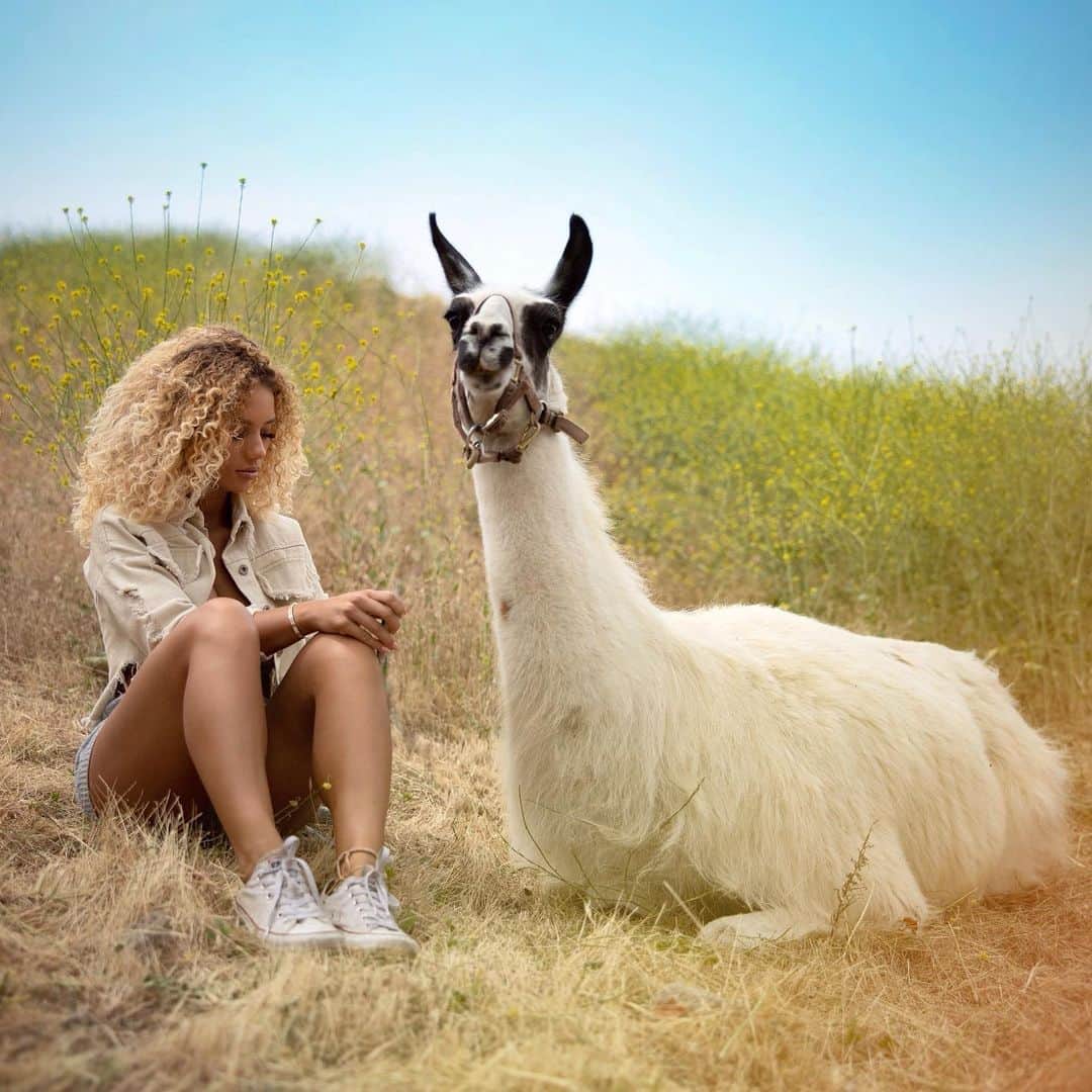 Jena Frumesさんのインスタグラム写真 - (Jena FrumesInstagram)「Have you ever heard of somebody getting spit on by a Llama🦙? It’s probably because they didn’t take time to build trust & the Llama didn’t like the energy.😅 Learning about the importance of calm energy is so important when interacting with & respecting animals thank you for teaching me so much always @cesarsway 🙏🏽🦙 #llama」6月24日 2時21分 - jenafrumes