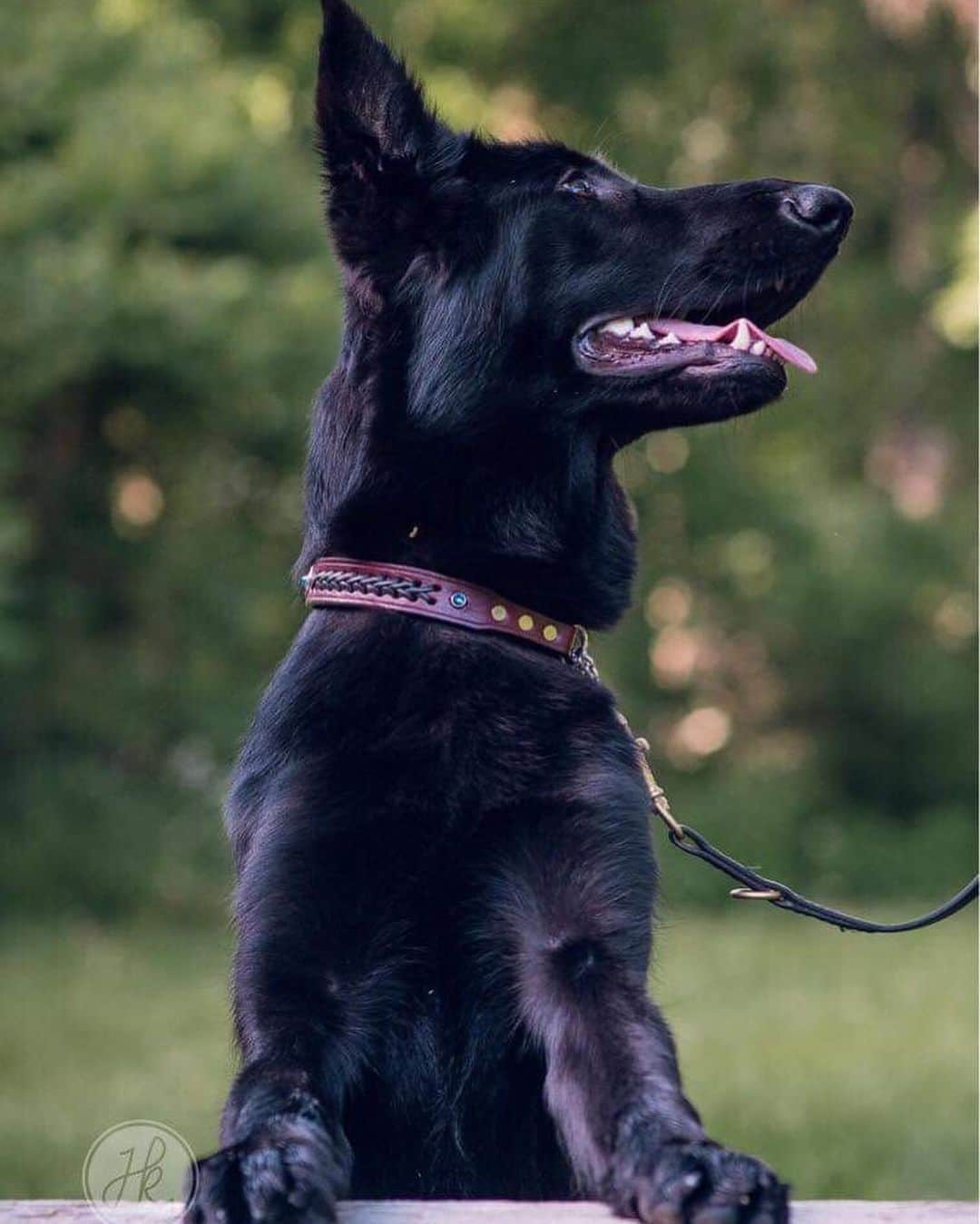 ニコラス・ブレンドンさんのインスタグラム写真 - (ニコラス・ブレンドンInstagram)「Meet Miss Green, she’s 8 months old. Currently she’s in service dog training to give medical alerts and responses. I’ll meet her in less than three weeks and then she’ll join my side as my best buddy.  You can check out her social media and follow the journey on @thesweetmissg (same on Facebook and Twitter!). #bestbuds #germanshepherd #mansbestfriend」6月24日 2時53分 - nicholasbrendon