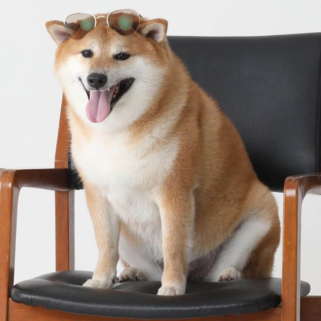 Balltze My name is Ballさんのインスタグラム写真 - (Balltze My name is BallInstagram)「🕶🐶 #balltze #fat96 #nomnomnomclub #shiba #shibainu #shibaken #doge #doggo #柴犬大好き #柴犬マニア #柴犬」6月23日 18時24分 - balltze