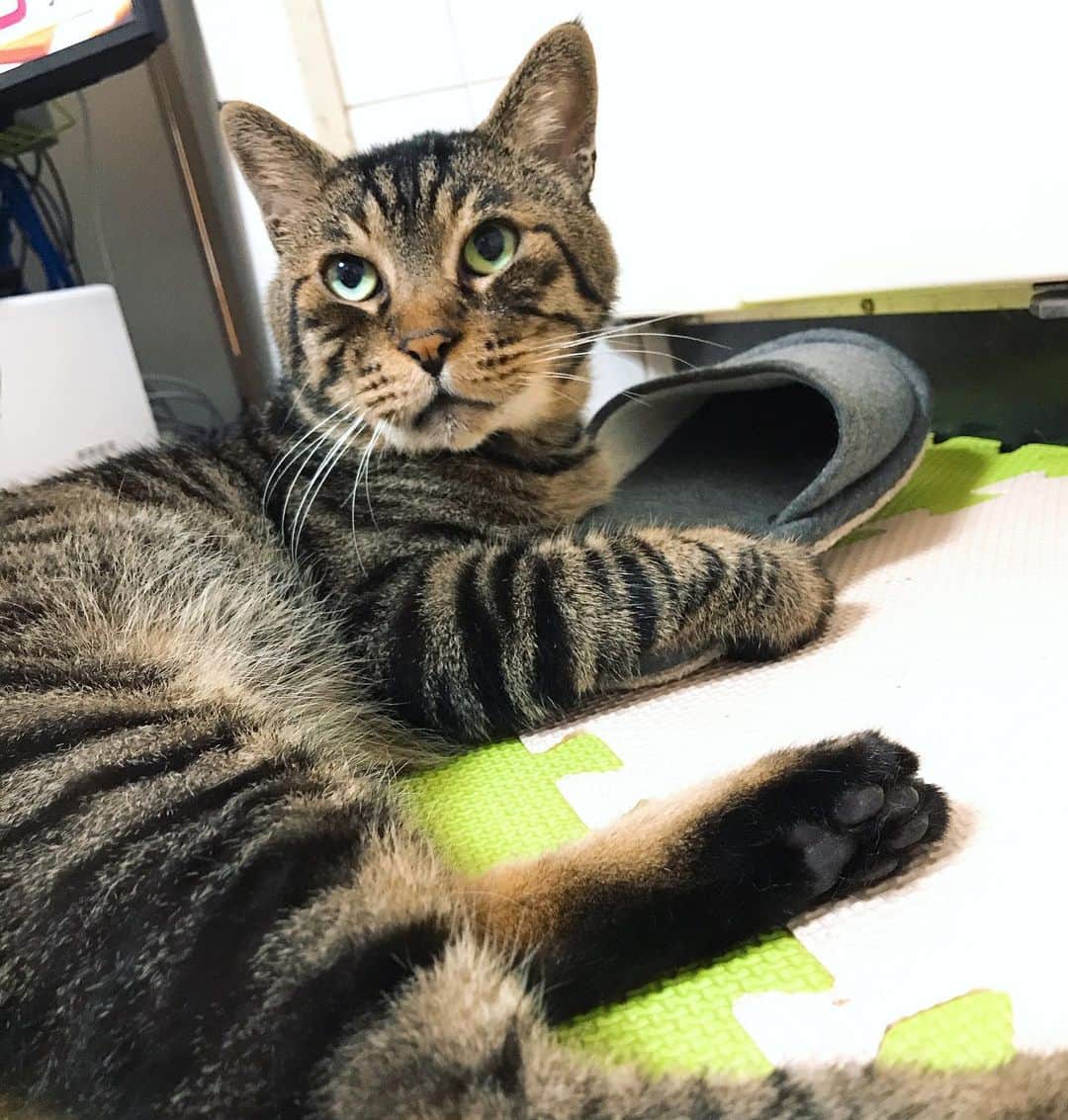 Musashiさんのインスタグラム写真 - (MusashiInstagram)「これは私のスリッパですが何か？ の顔。This is my slippers. #musashi #mck #cat #キジトラ #ムサシさん #ねこすたぐらむ #musashi_the_cat」6月23日 18時41分 - _daisy