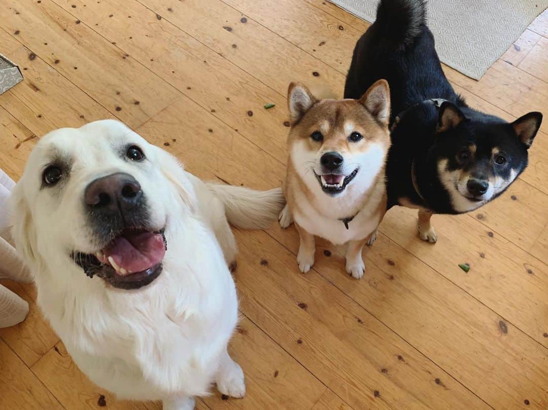 ?Fricko the Shiba Inu?のインスタグラム：「It’s been a long time since we met Alice!!😆😆😆 🐾 🐾 🐾 #FrickoandKeaton #🐶 #☀️ #shiba #shibainu #dog #柴犬 #赤柴 #黒柴  #adorable #shibalovers #shibaholics  #dogoftheday  #weeklyfluff #aww #dogstagram  #dogscorner #puppiesofinstagram #shibapuppy」