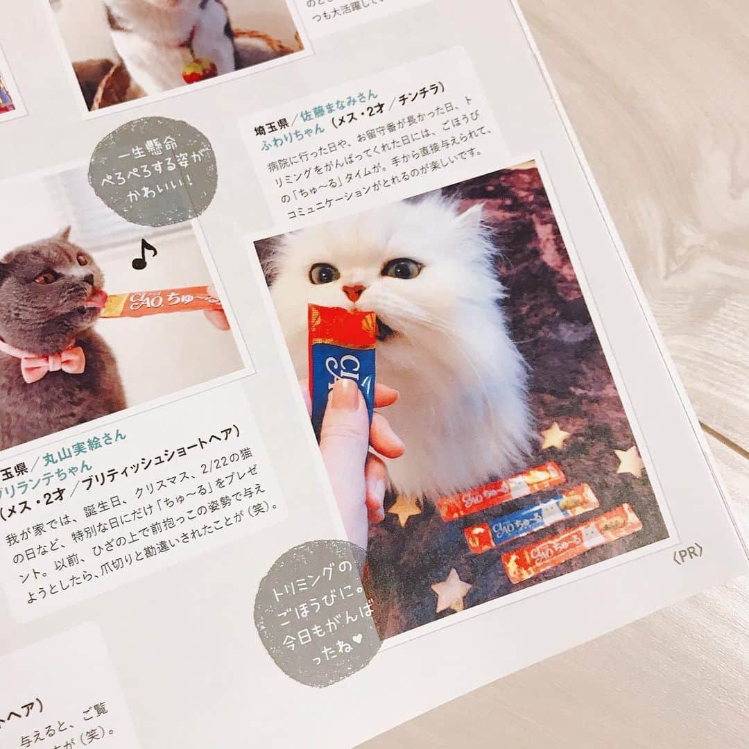 manami☺︎satoさんのインスタグラム写真 - (manami☺︎satoInstagram)「* ふぅ様が『ねこのきもち』7月号に 掲載されました^ↀᴥↀ^💗 ( @inunekome ) * ちゅ～る大好き！うちの子自慢キャンペーン で選んでもらった時のです🥰 * 嬉しいねぇ🐾 ふわきなぼんと出会ってから、色々な経験と 出会いに恵まれて、つくづく人生の楽しみの 幅が広がったなぁと思います🧚‍♀️ * これからも猫さまと共に沢山のことにチャレンジ したいと思います🌱 * ^ↀᴥↀ^ｱﾀﾁﾉｵｶｹﾞ ฅ^•ω•^ฅﾎﾞｸﾊｿﾝｻﾞｲｶﾝｦﾀﾞｻﾅｷｬﾆｬ... ⁽˙⁸˙⁾ﾌﾞｩｩｩｩｩ * 😂 * #小悪魔ふぅちゃん#チンチラシルバー#猫#ねこ#ふわもこ部#ねこのきもち#猫好きさんと繋がりたい#ペコねこ部#anicas#サンデイ#ペルシャ#hachiwarebroモデル#猫のいる暮らし#냥스타그램#猫咪#KATZE#GATTA#cats_of_world  #ilovecats#meaw#kot#koty#cat#cats#instacat#catstagram#catsofinstagram#chinchillacat」6月23日 19時07分 - fuwari_kinaco