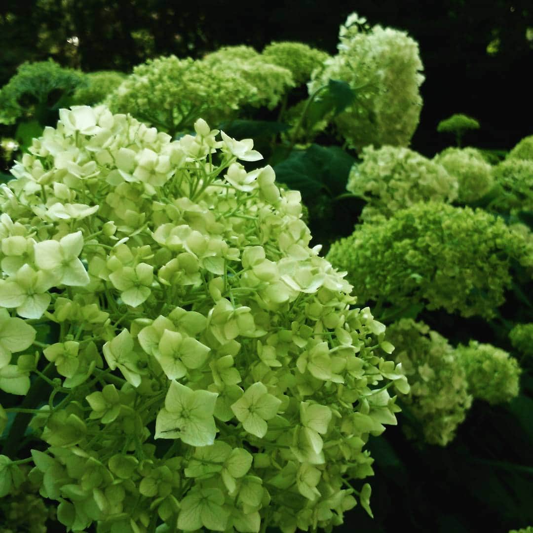 ホテルアンビエント伊豆高原のグルメインスタ