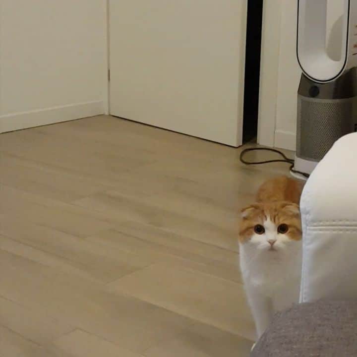 Nana _The Scottish Foldのインスタグラム：「When they are compelled to prove the 'cats are liquid' theory instead of just a simple push😂 . .  못들어오는줄알고 내내 기다리다 😂치밀한 수염계산과 움짤신공으로 입장🤦‍♀️ . . . #고양이 #猫 #ねこ #スコ #cat #cats #catstagram #catsofinstagram #instagramcats #instacat #bestmeow #catoftheday #catsofworld #catsloversworld #catsofday #냥스타그램 #또앙 #귀여워 #냥이 #caturday #gatos #cats_of_instagram #ilovemycat #catselfie #kittensofinstagram #kittens #catsdaily #kucing #mao」