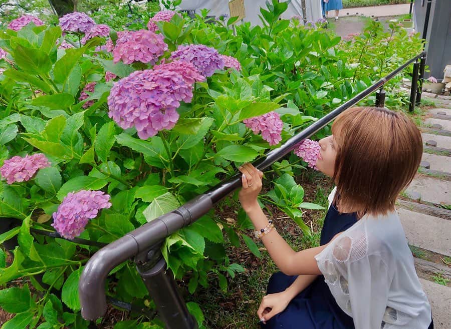 岡田栞奈のインスタグラム：「紫陽花の花言葉は 色によって変わるんだよ〜^_^ ・ ・ ピンクの紫陽花の 花言葉は「元気な女性」 素敵☺️💓💓💓 #紫陽花 #あじさい #アジサイ #花言葉 #誕生花 #花 #ピンク #ドライブデート #カメラ女子 #梅雨 #日本の風景 #花のある暮らし #花好きな人と繋がりたい」