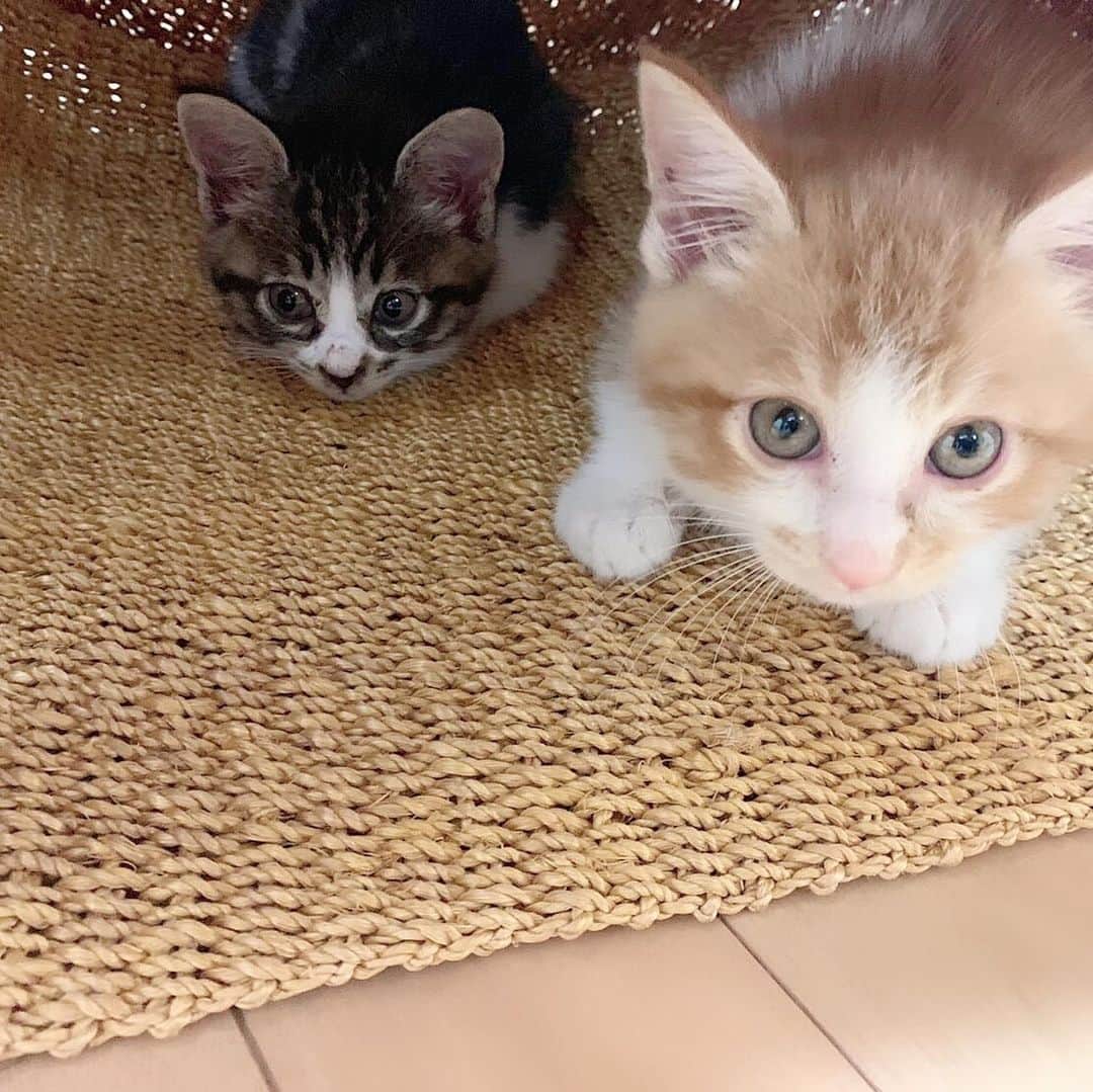 桐崎栄二のインスタグラム：「テトとリン🐈家に来て3週間…」